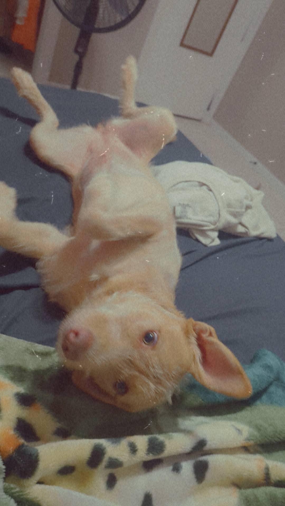 Maxine AKA Dumpling, Adoptable, Young Female Terrier.