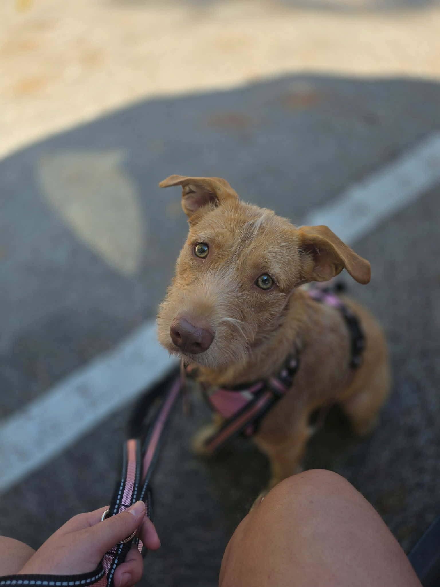Enlarge Maxine AKA Dumpling, a Adoptable Terrier in Brooksville, FL image 2/3