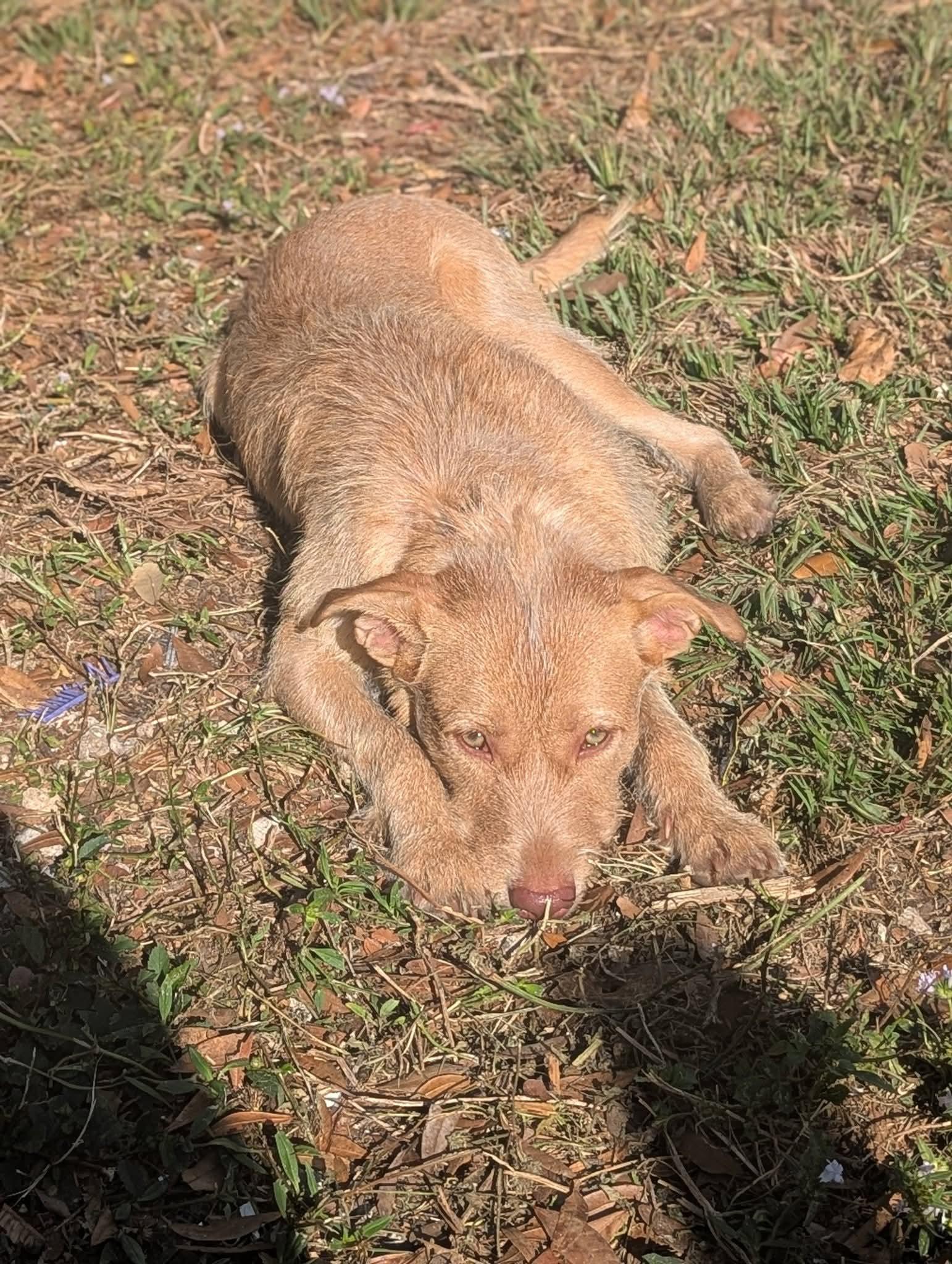 Enlarge Maxine AKA Dumpling, a Adoptable Terrier in Brooksville, FL image 3/3