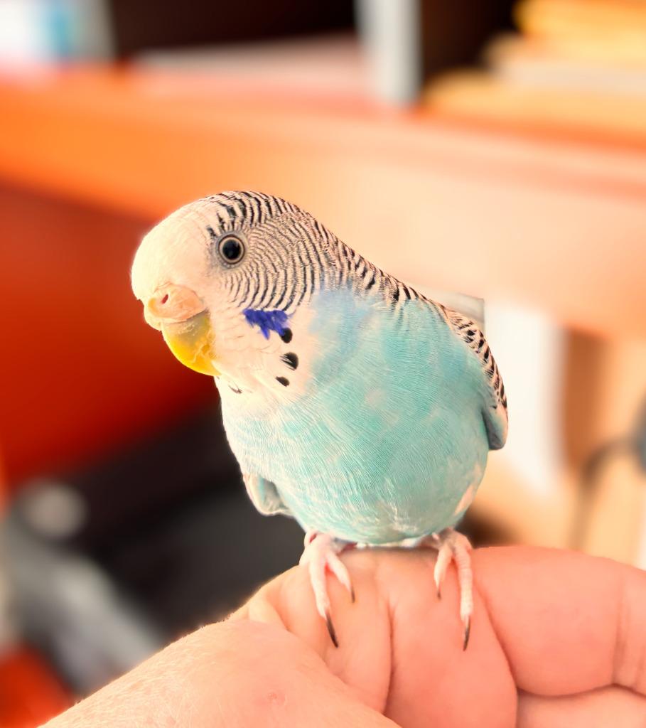 Blueberry, Adoptable, Adult Female Budgie / Budgerigar.