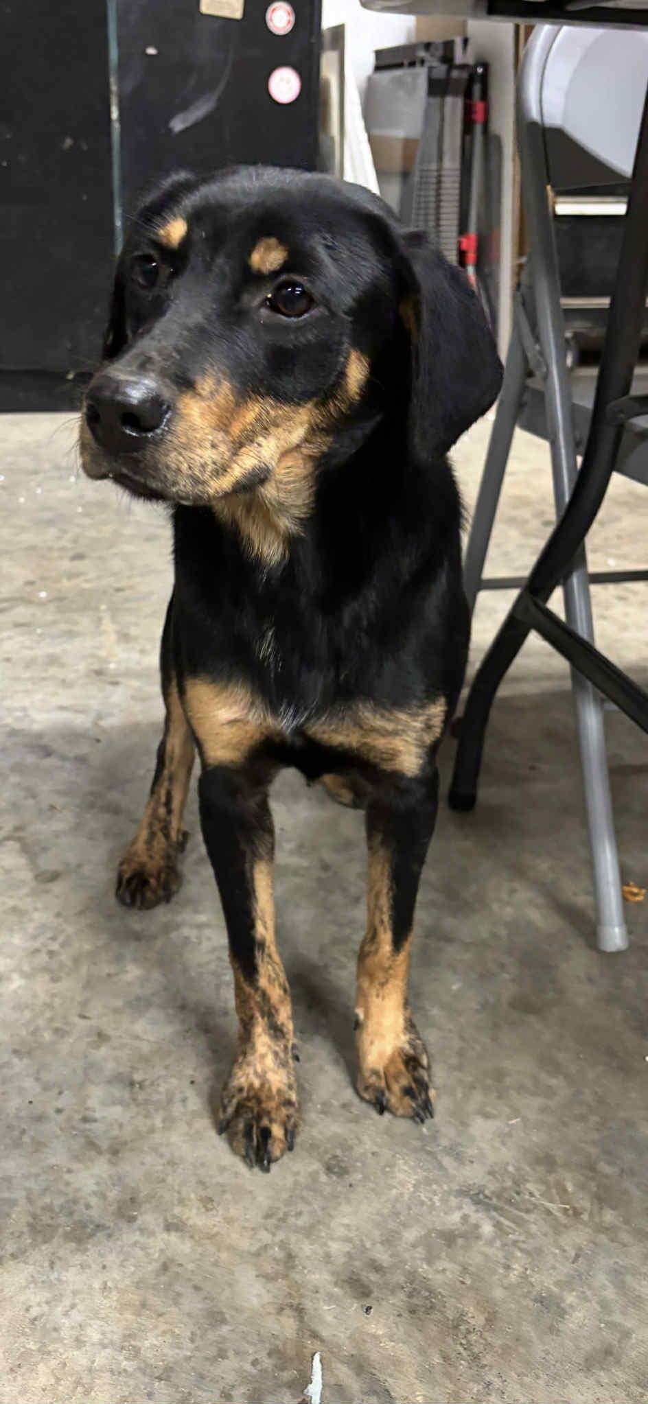 Enlarge Kelsie, a Adoptable mixed breed in Watertown, CT image 3/5