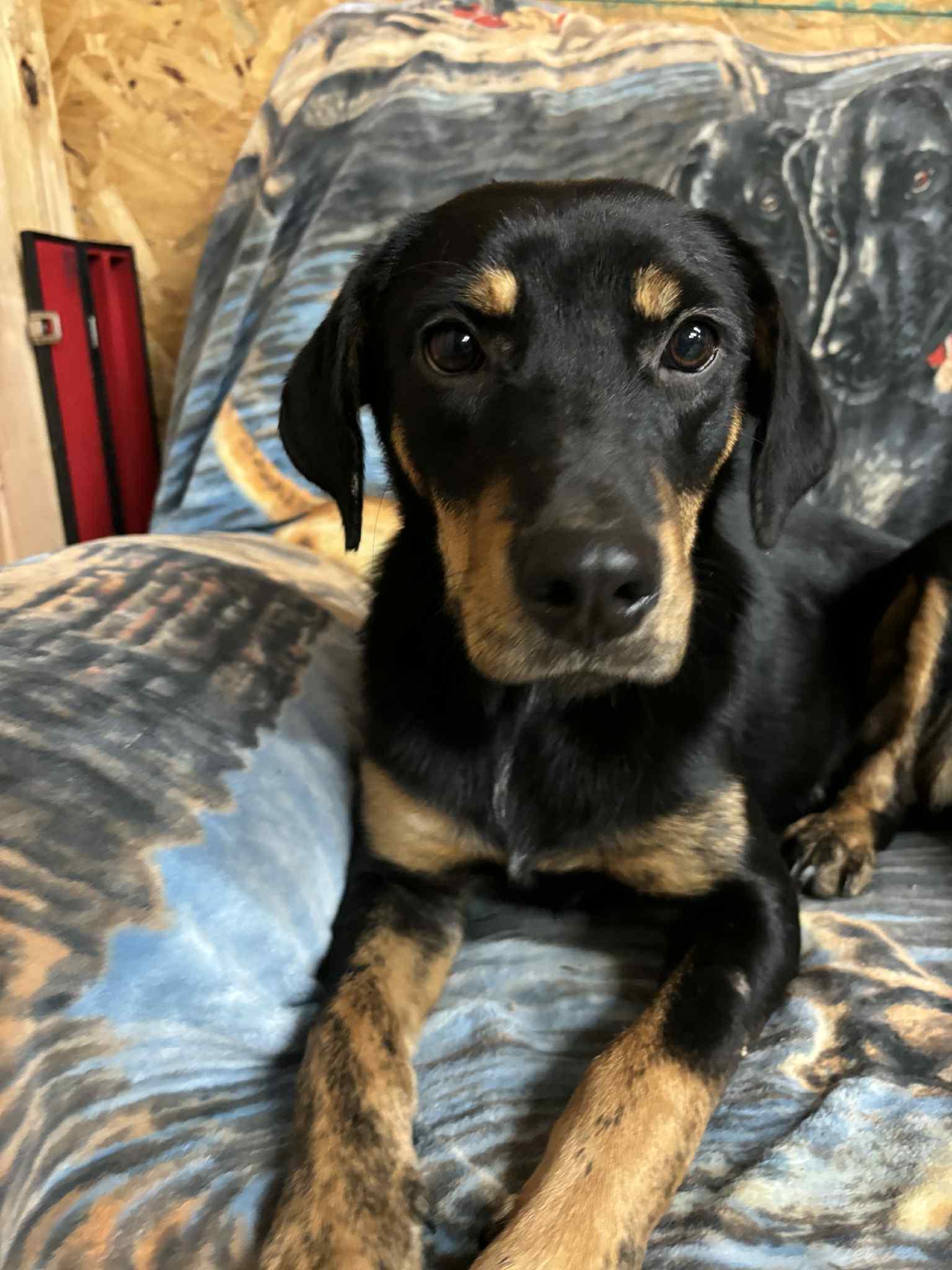 Enlarge Kelsie, a Adoptable mixed breed in Watertown, CT image 4/5