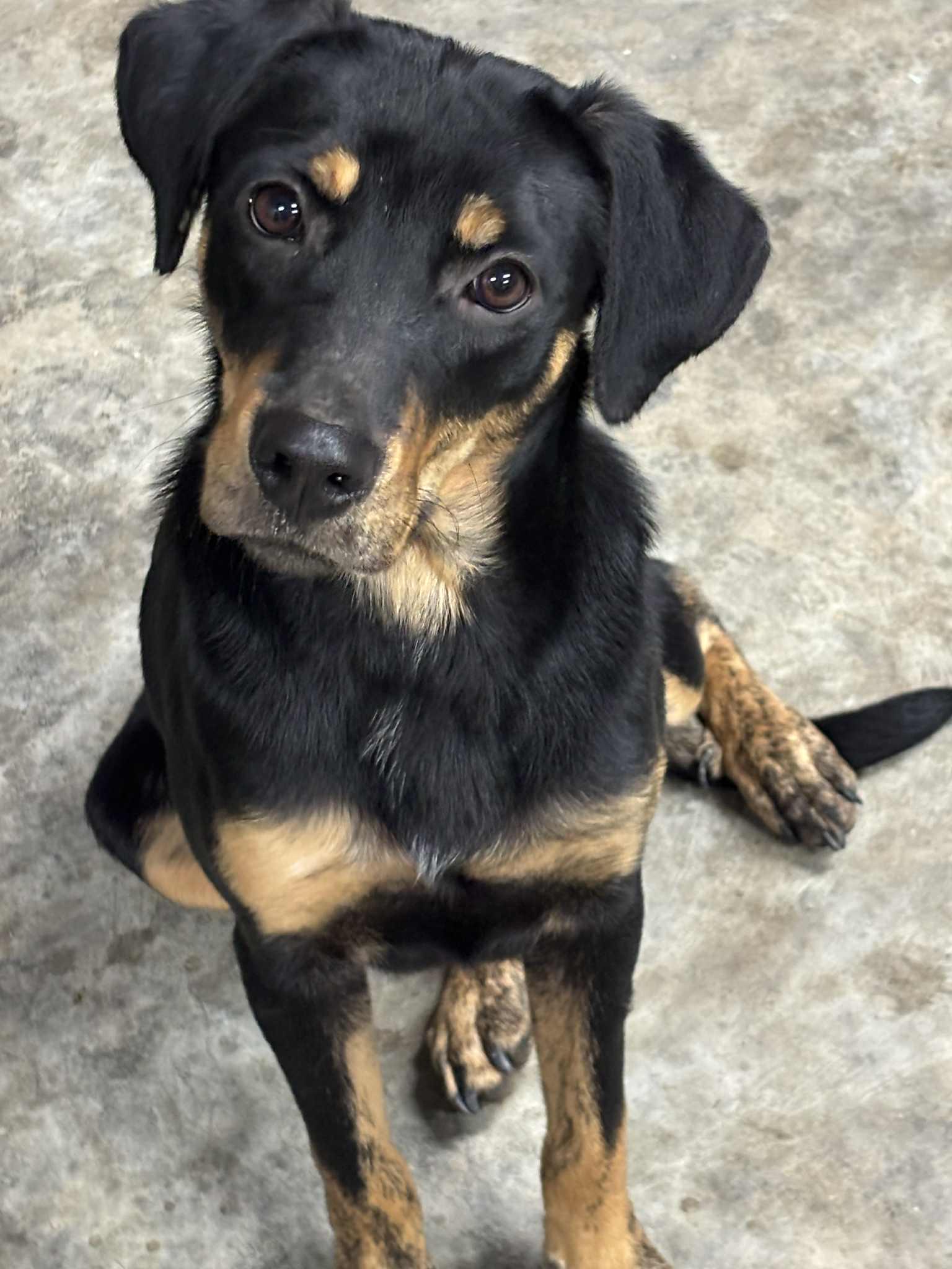Kelsie, Adoptable, Young Female Australian Shepherd & Doberman Pinscher.