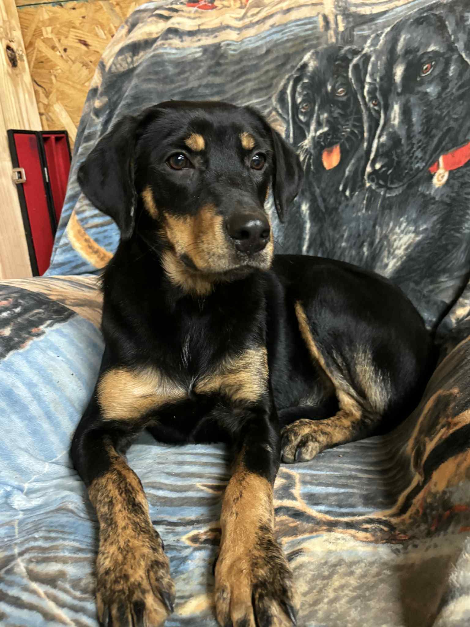 Enlarge Kelsie, a Adoptable mixed breed in Watertown, CT image 5/5