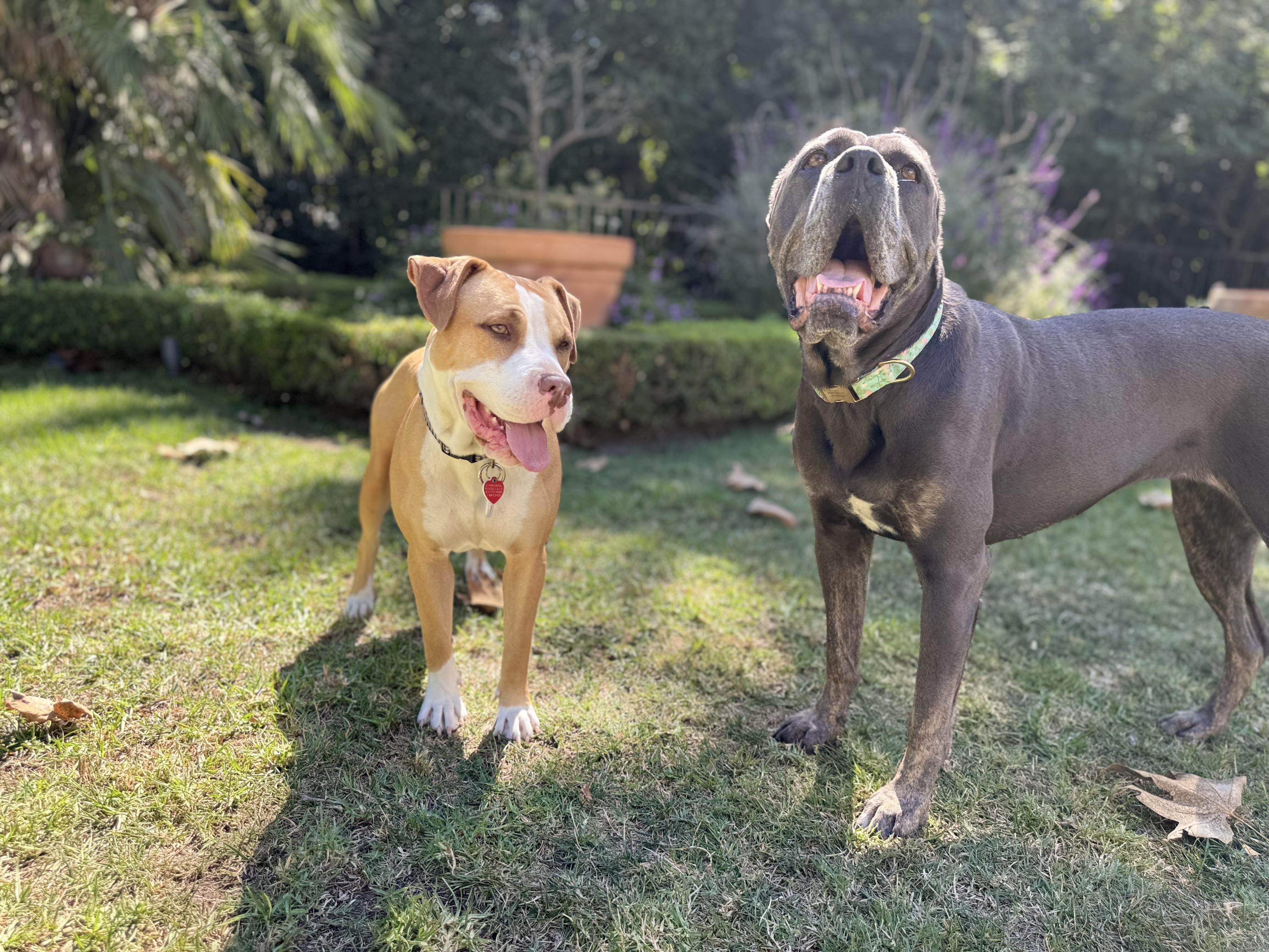 Cricket needs a dog friend, Adoptable, Young Female American Staffordshire Terrier & American Bully.