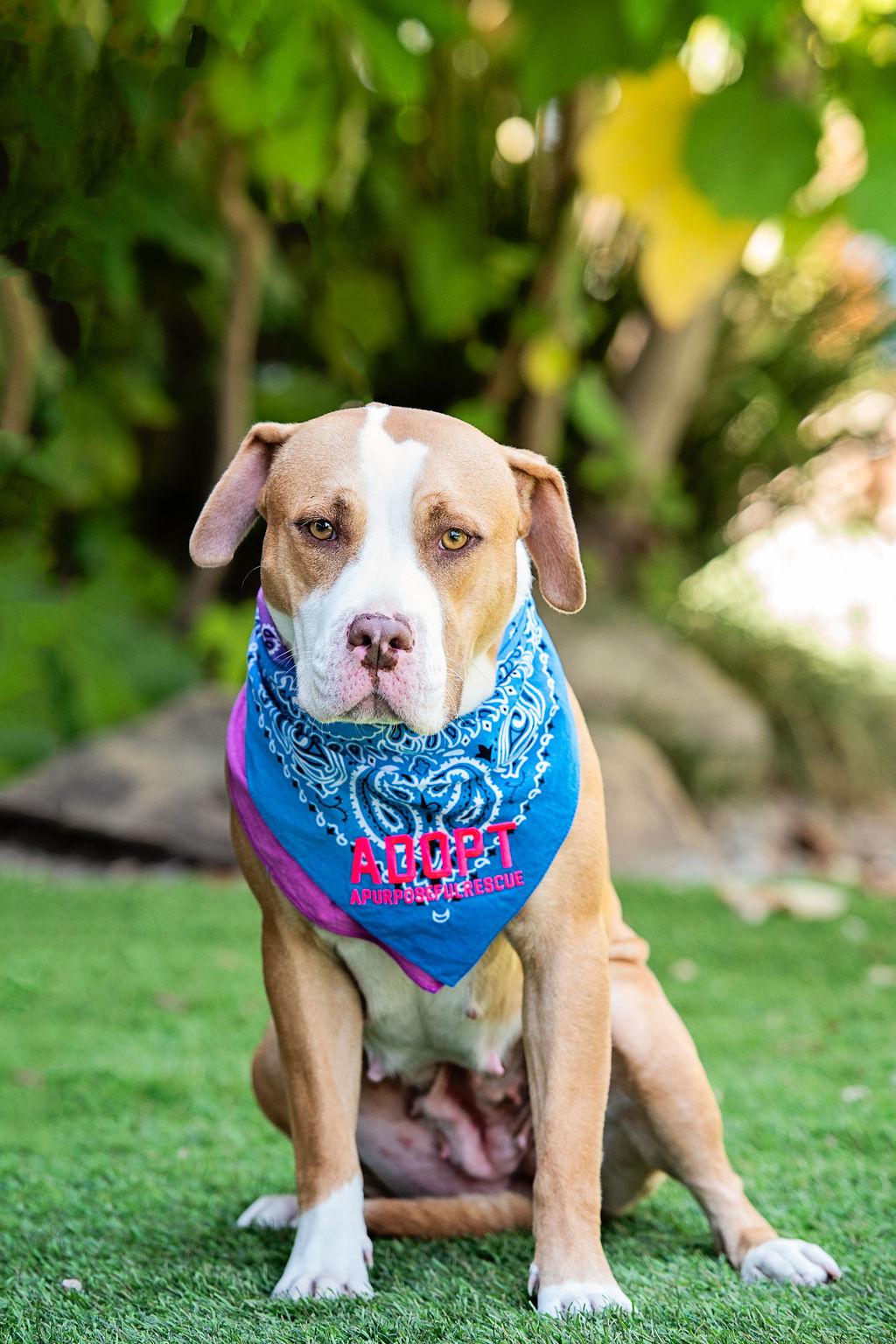 Enlarge Cricket needs a dog friend, a Adoptable mixed breed in Los Angeles, CA image 1/6