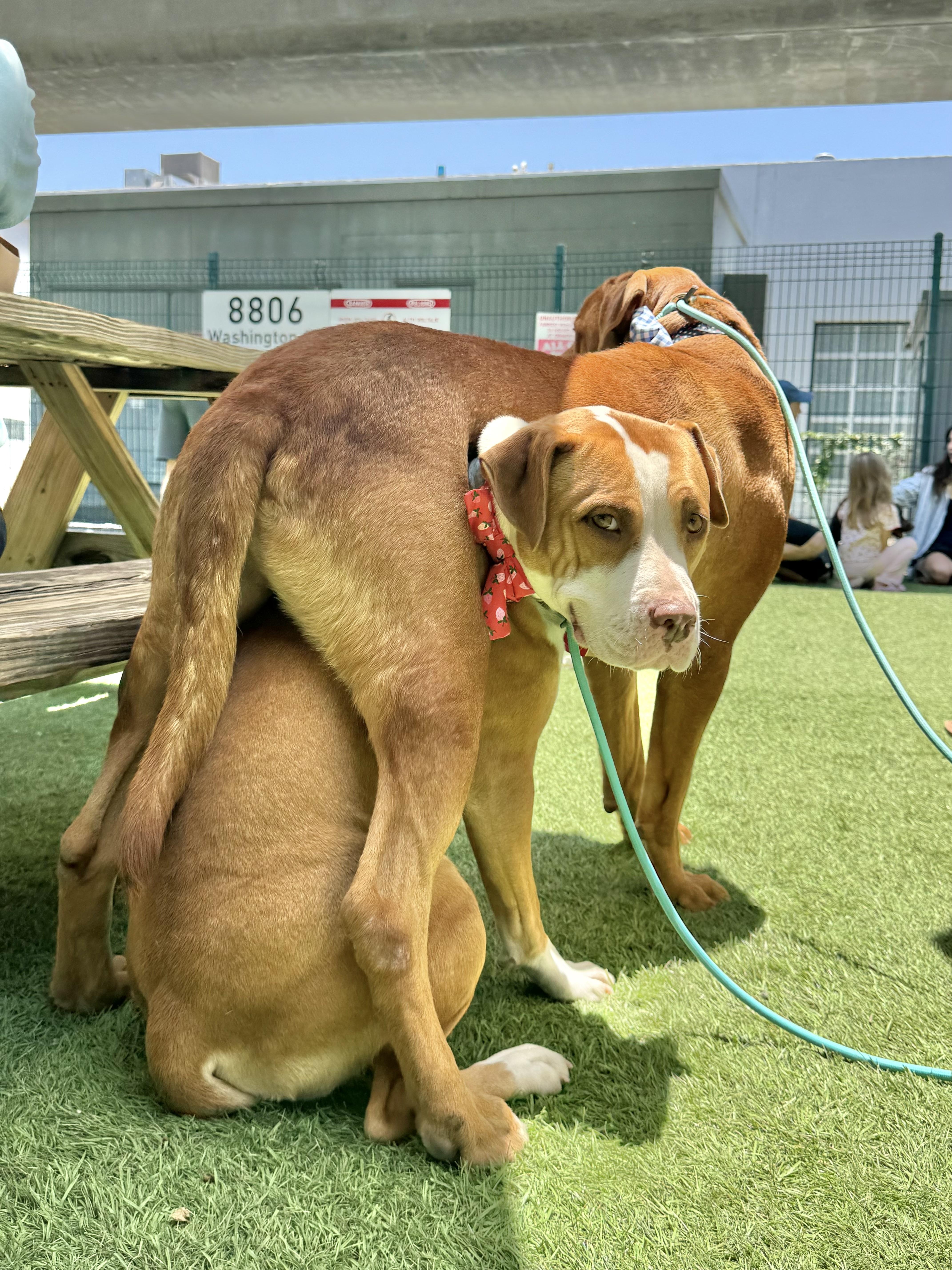 Enlarge Cricket needs a dog friend, a Adoptable mixed breed in Los Angeles, CA image 3/6