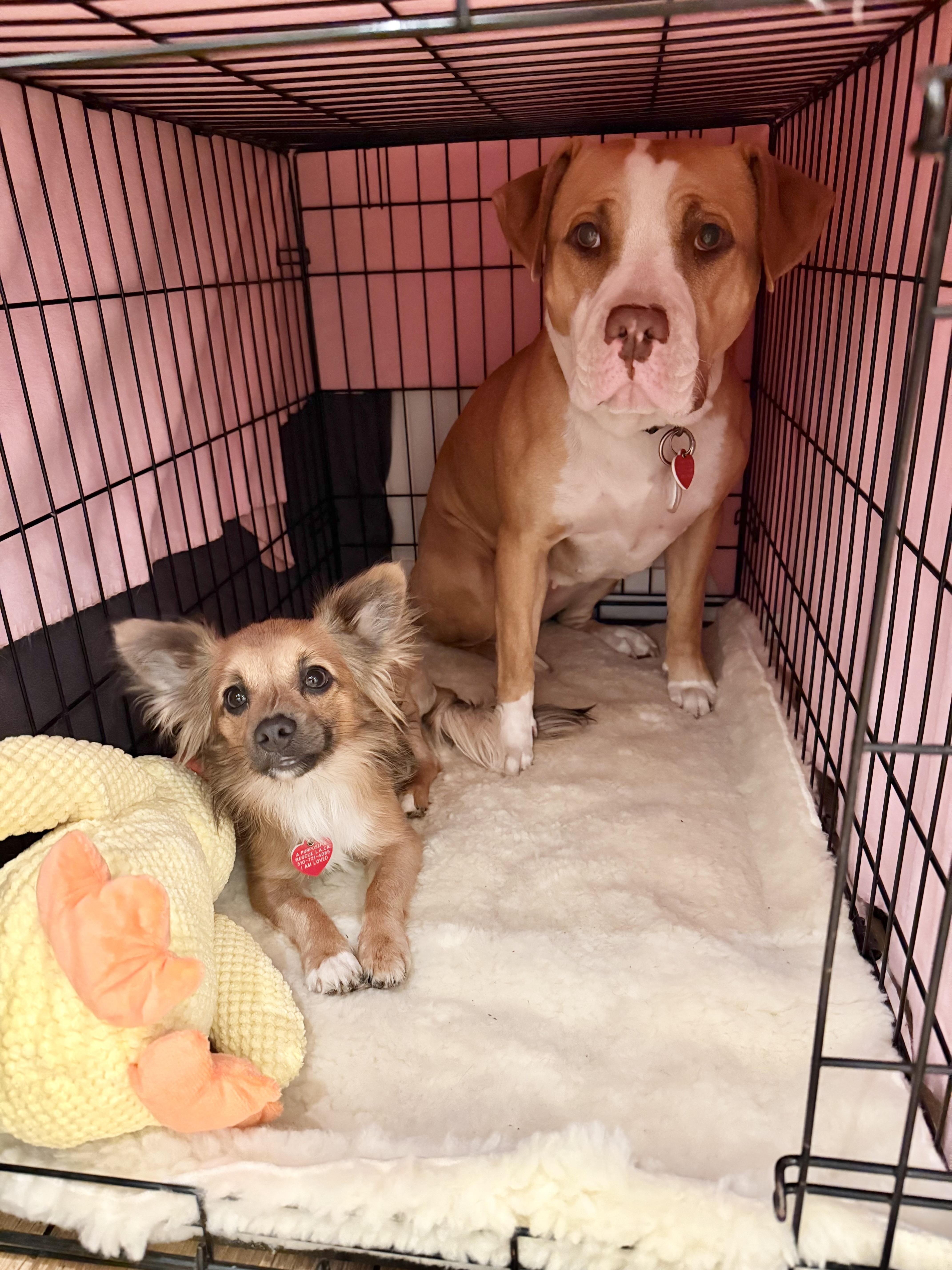 Enlarge Cricket needs a dog friend, a Adoptable mixed breed in Los Angeles, CA image 5/6