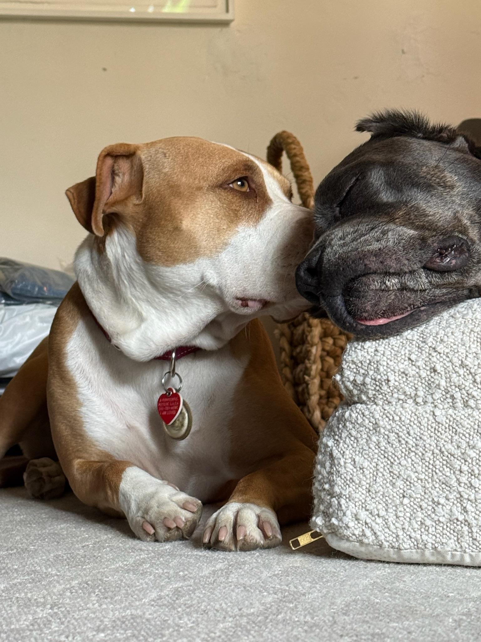 Enlarge Cricket needs a dog friend, a Adoptable mixed breed in Los Angeles, CA image 6/6