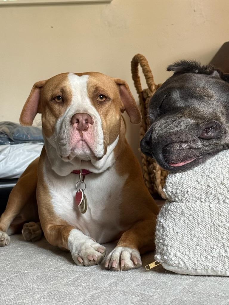 Cricket needs a dog friend, Adoptable, Young Female American Staffordshire Terrier & American Bully.