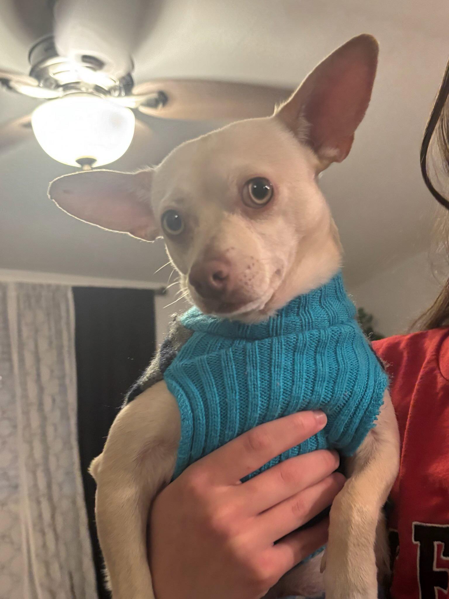 Enlarge Chantu, a Adoptable Chihuahua in Glendale, AZ image 1/3