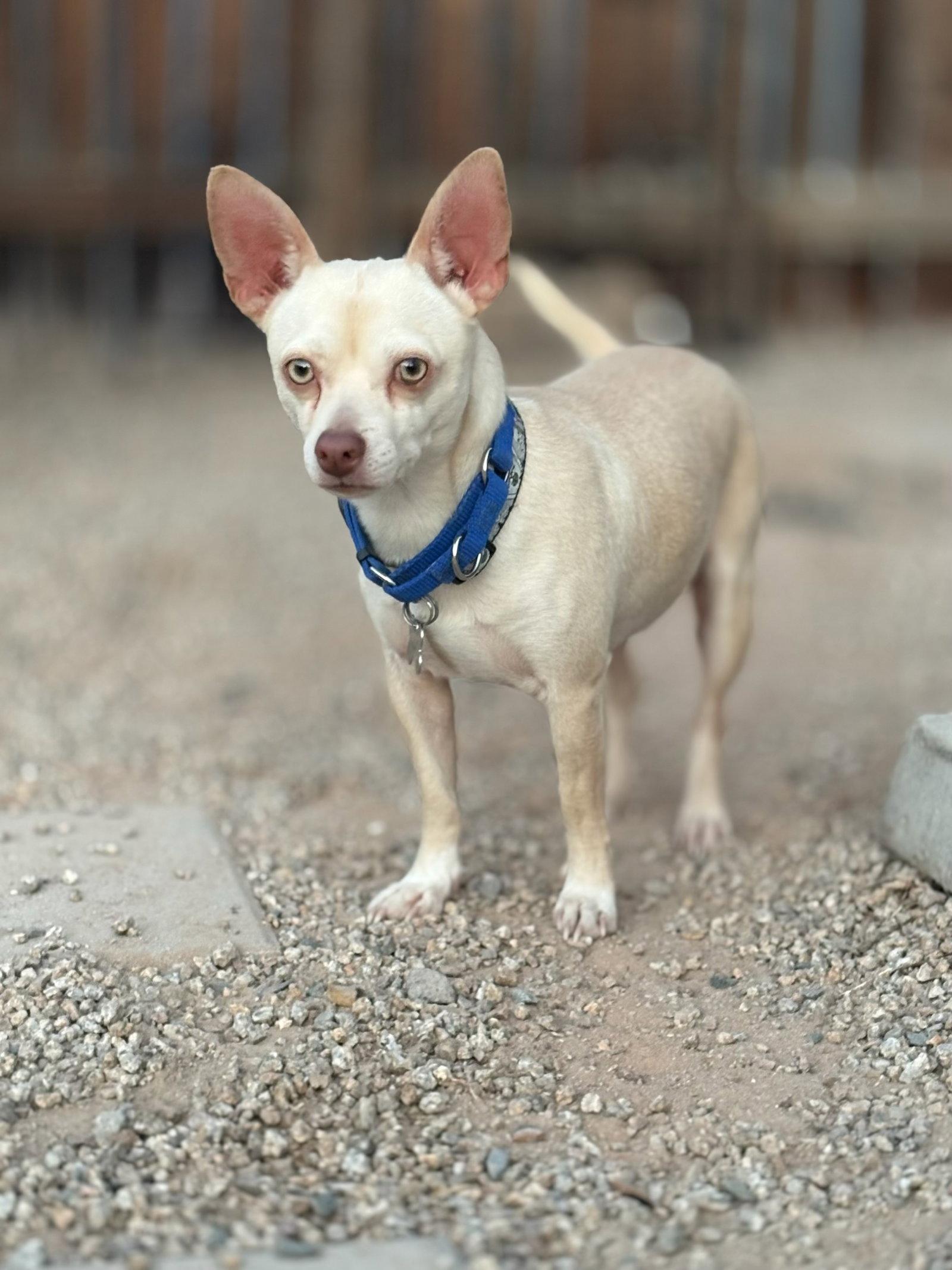 Enlarge Chantu, a Adoptable Chihuahua in Glendale, AZ image 2/3