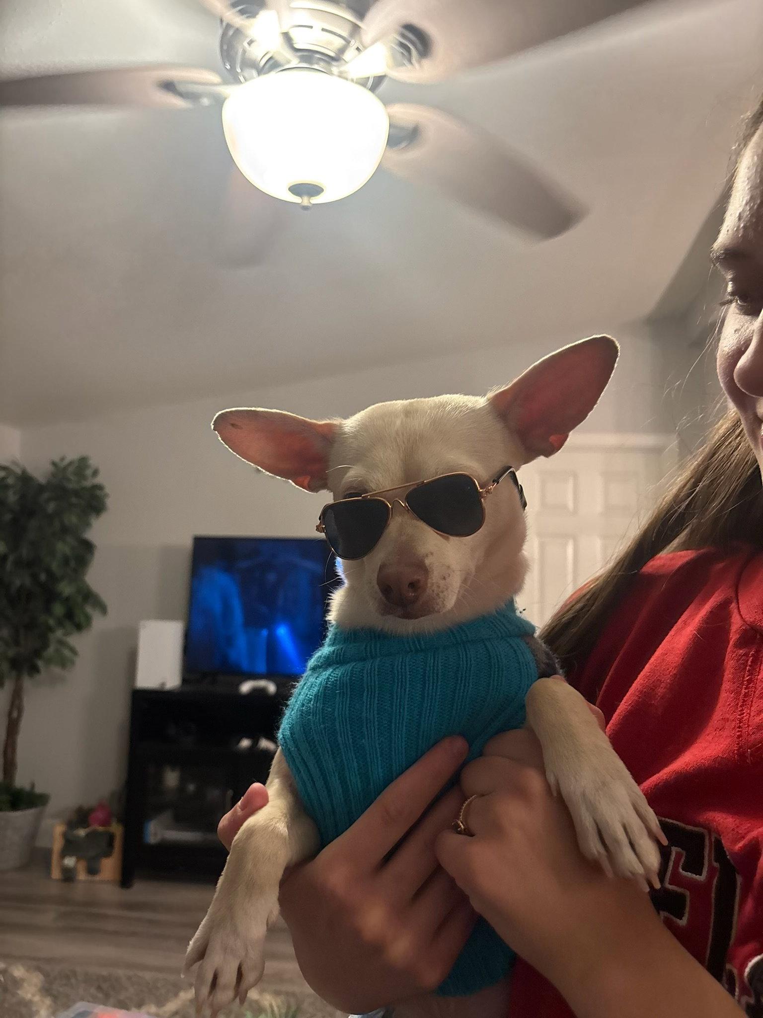 Enlarge Chantu, a Adoptable Chihuahua in Glendale, AZ image 2/3