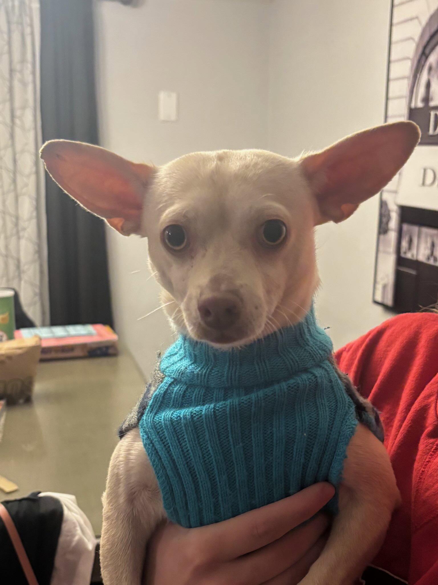 Enlarge Chantu, a Adoptable Chihuahua in Glendale, AZ image 3/3