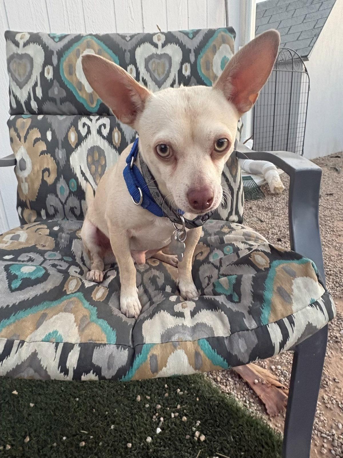 Enlarge Chantu, a Adoptable Chihuahua in Glendale, AZ image 3/3