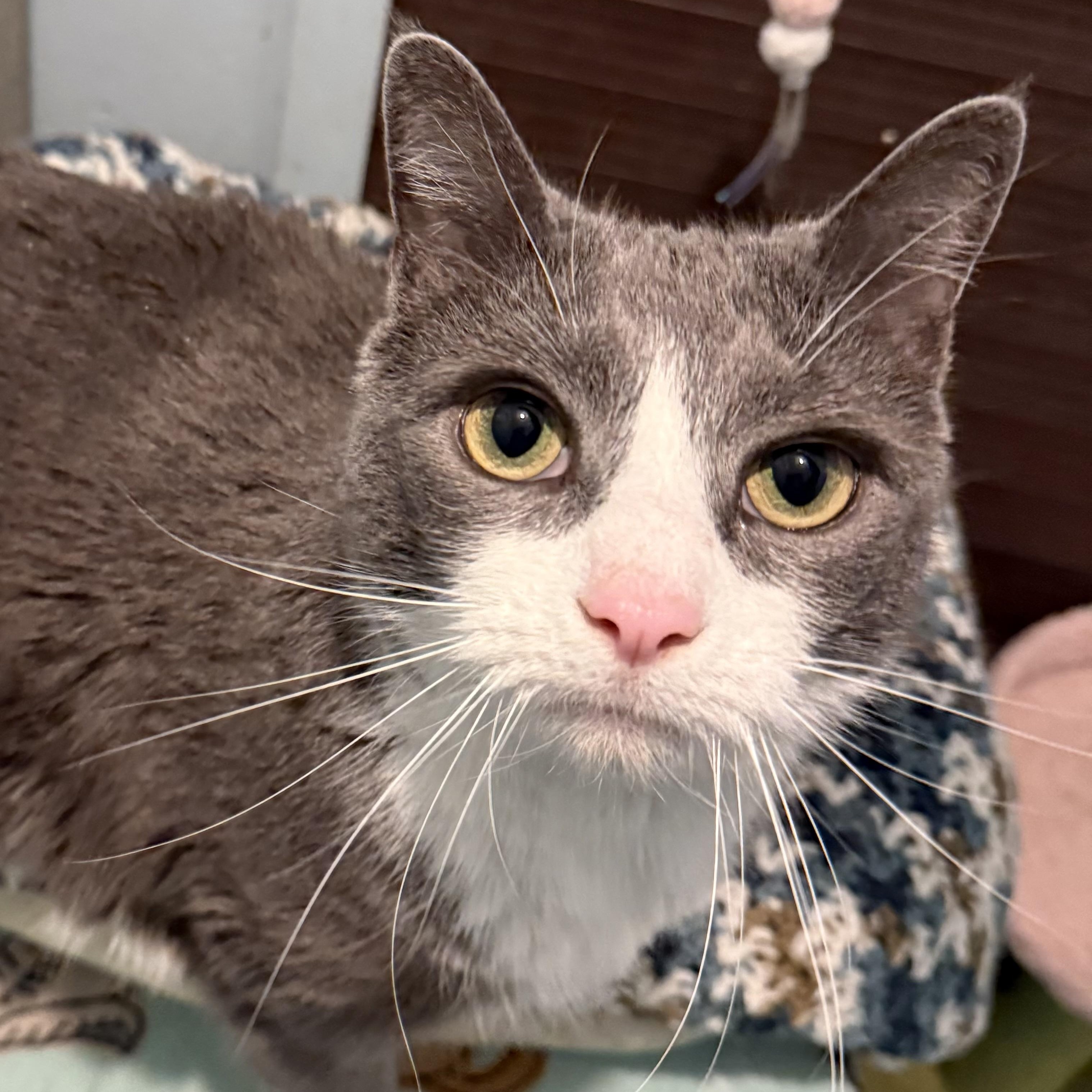 Enlarge Chip, a ADOPTABLE mixed breed in Smithtown, NY image 2/4