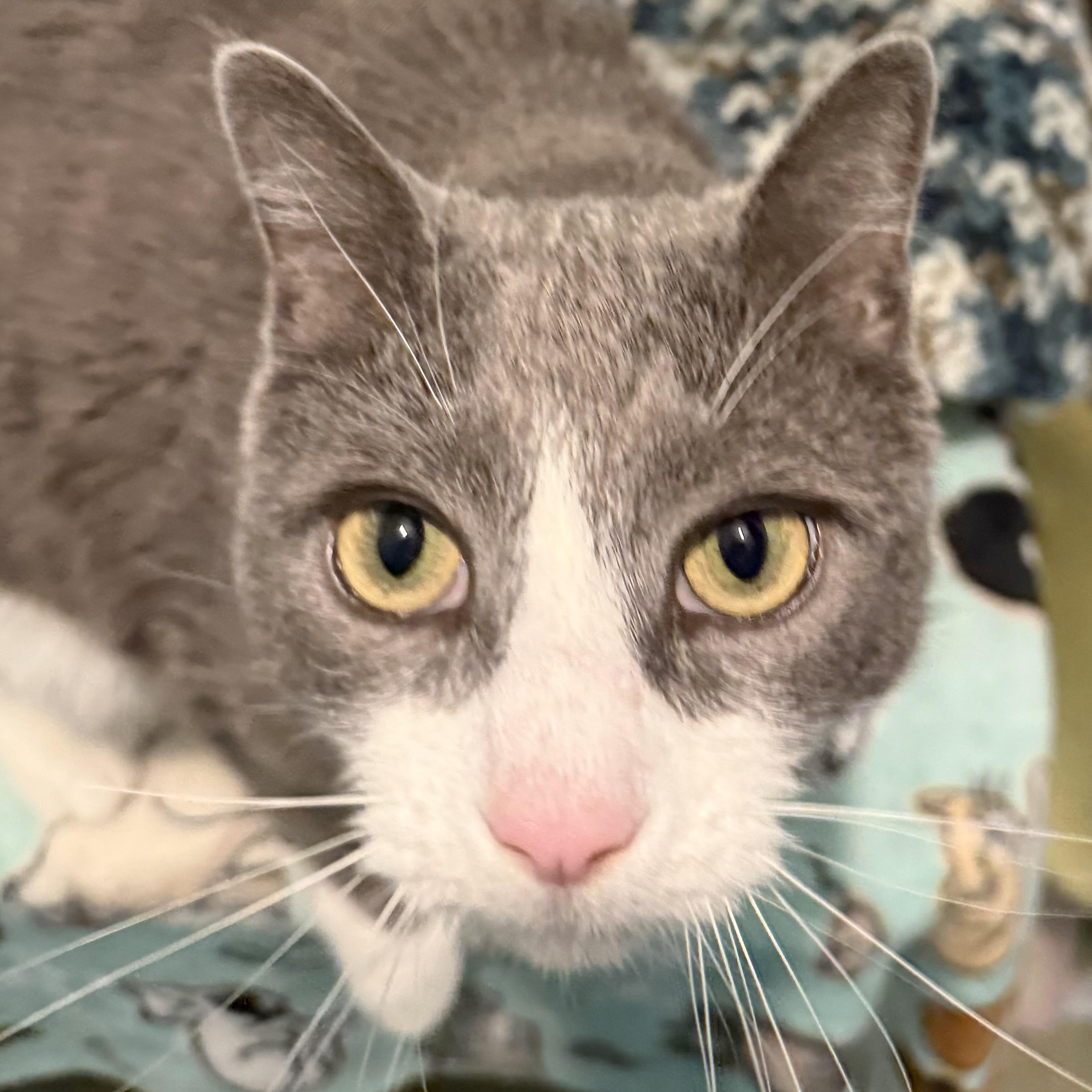 Enlarge Chip, a ADOPTABLE mixed breed in Smithtown, NY image 4/4