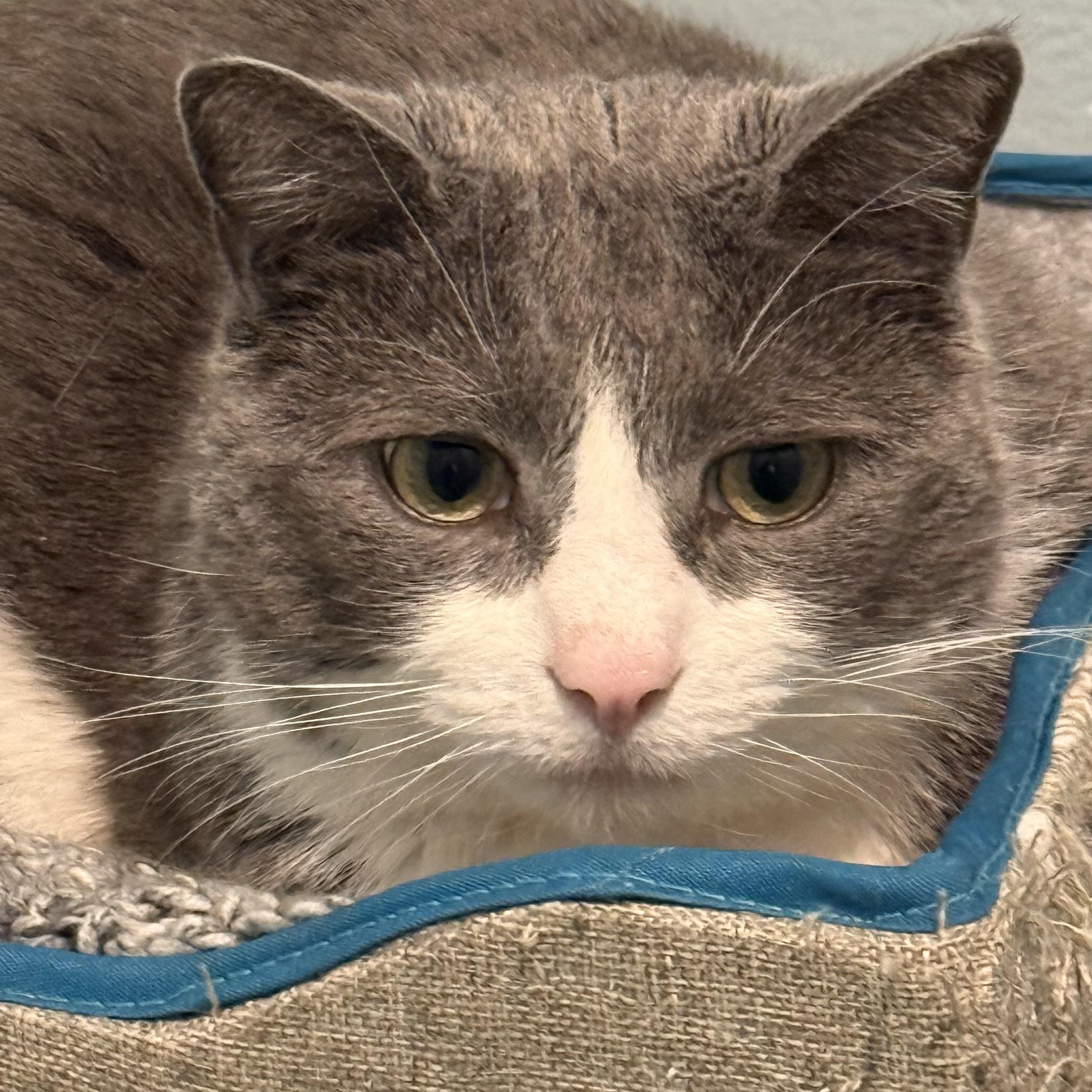 Enlarge Chip, a ADOPTABLE mixed breed in Smithtown, NY image 3/4