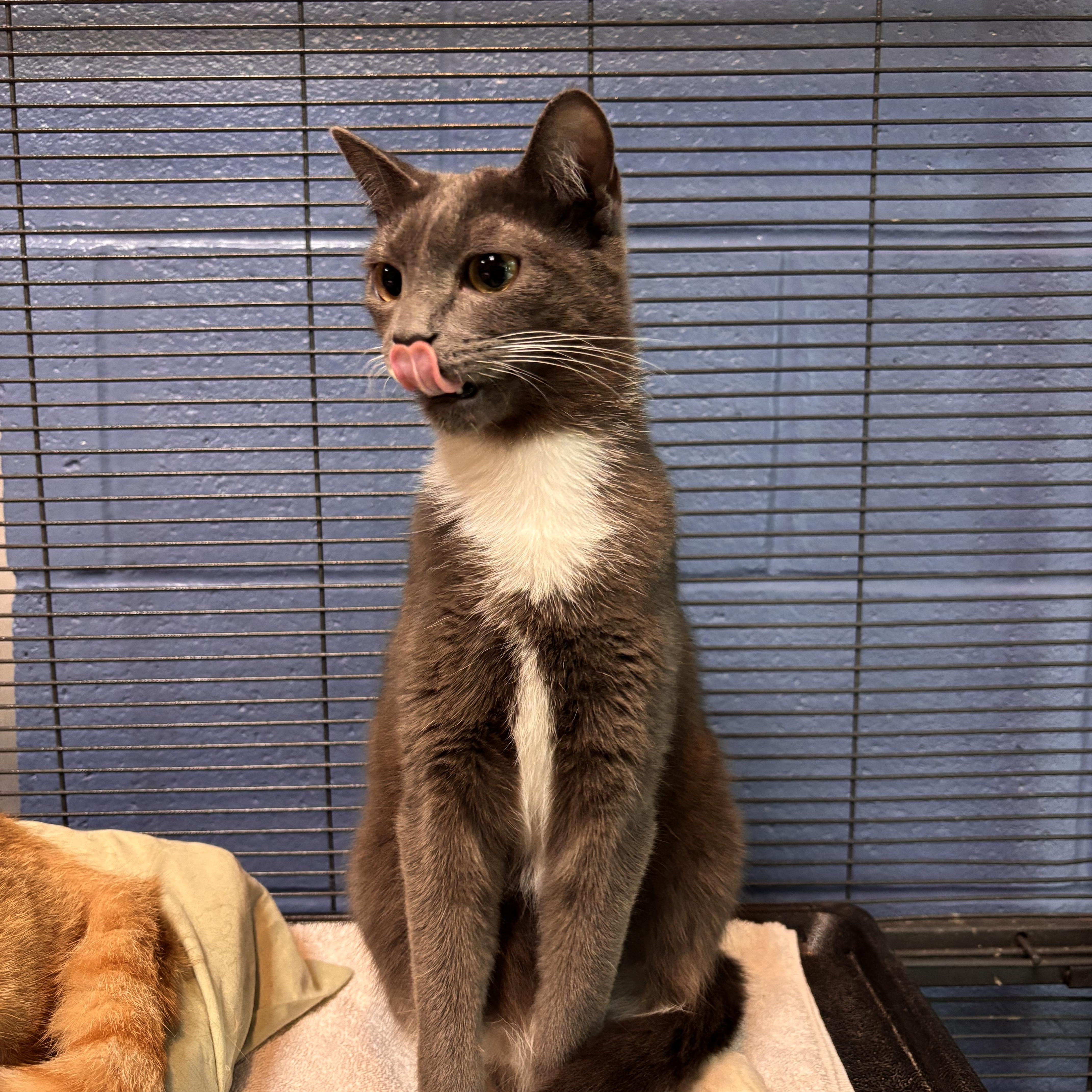 Enlarge Sage, an adoptable Domestic Short Hair in Charleston, SC image 2/2