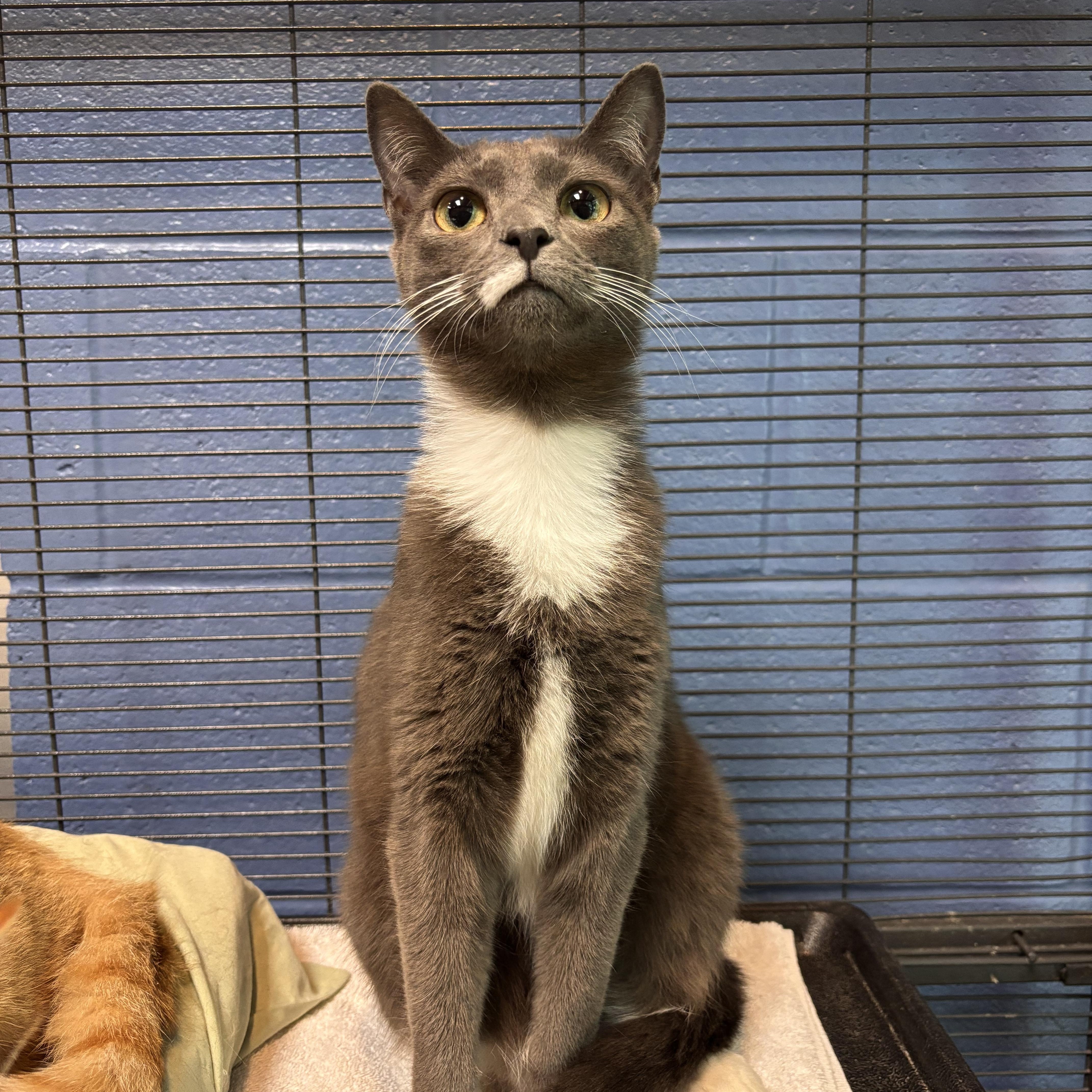 Sage, adoptable, Young Female Domestic Short Hair.