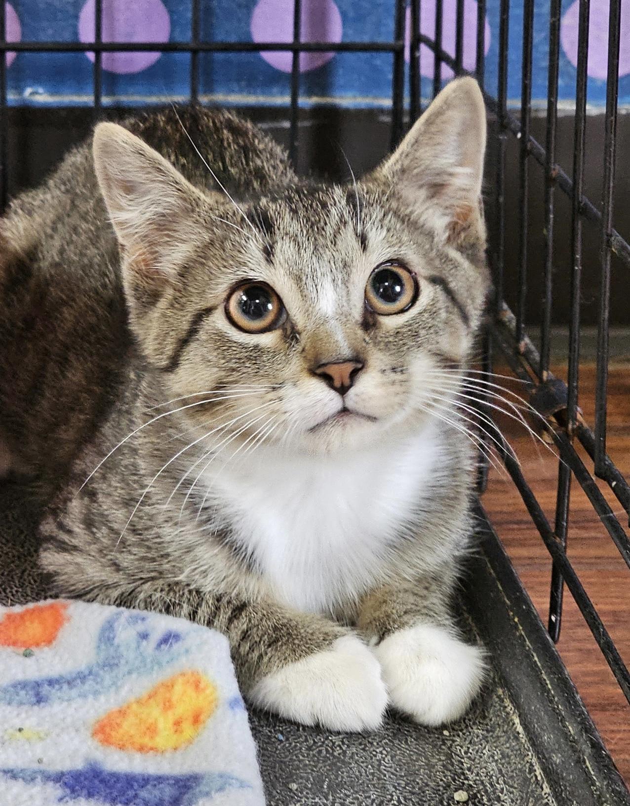 Enlarge Fish, a ADOPTABLE Domestic Short Hair in Breinigsville, PA image 1/1