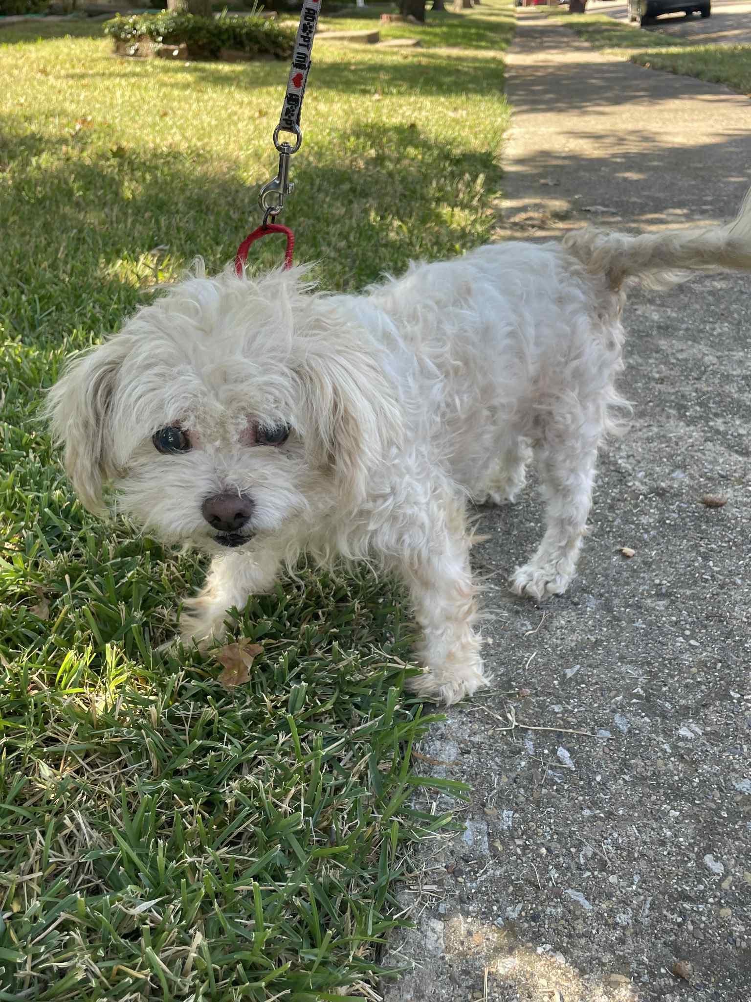 Enlarge Kate, a Adopted mixed breed in Rowlett, TX image 1/3