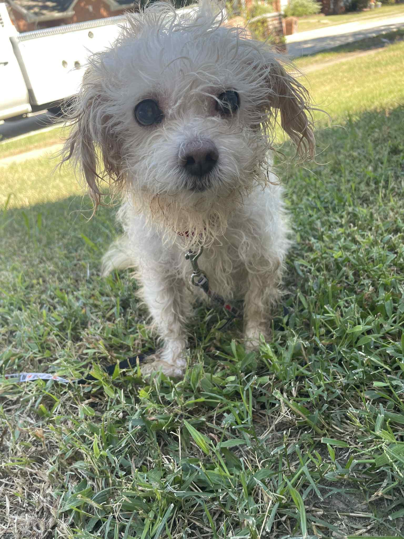 Enlarge Kate, a Adopted mixed breed in Rowlett, TX image 2/3