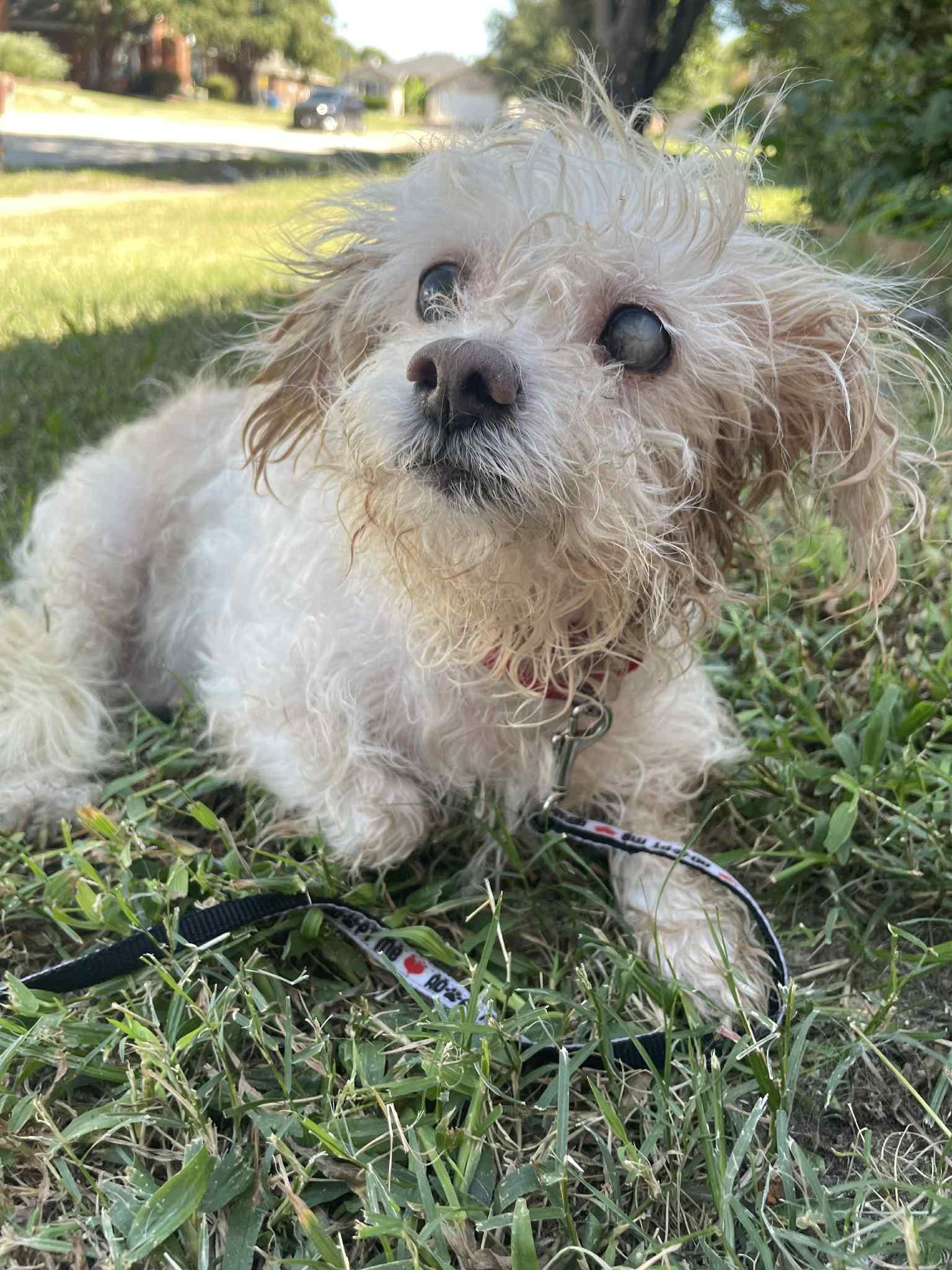 Enlarge Kate, a Adopted mixed breed in Rowlett, TX image 3/3