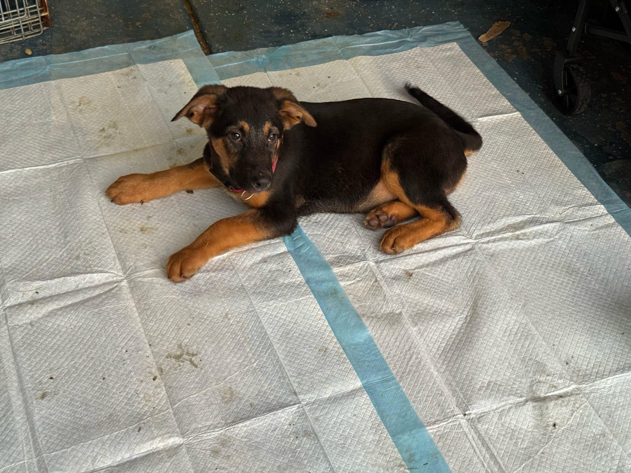 Hades, Adoptable, Young Male German Shepherd Dog.