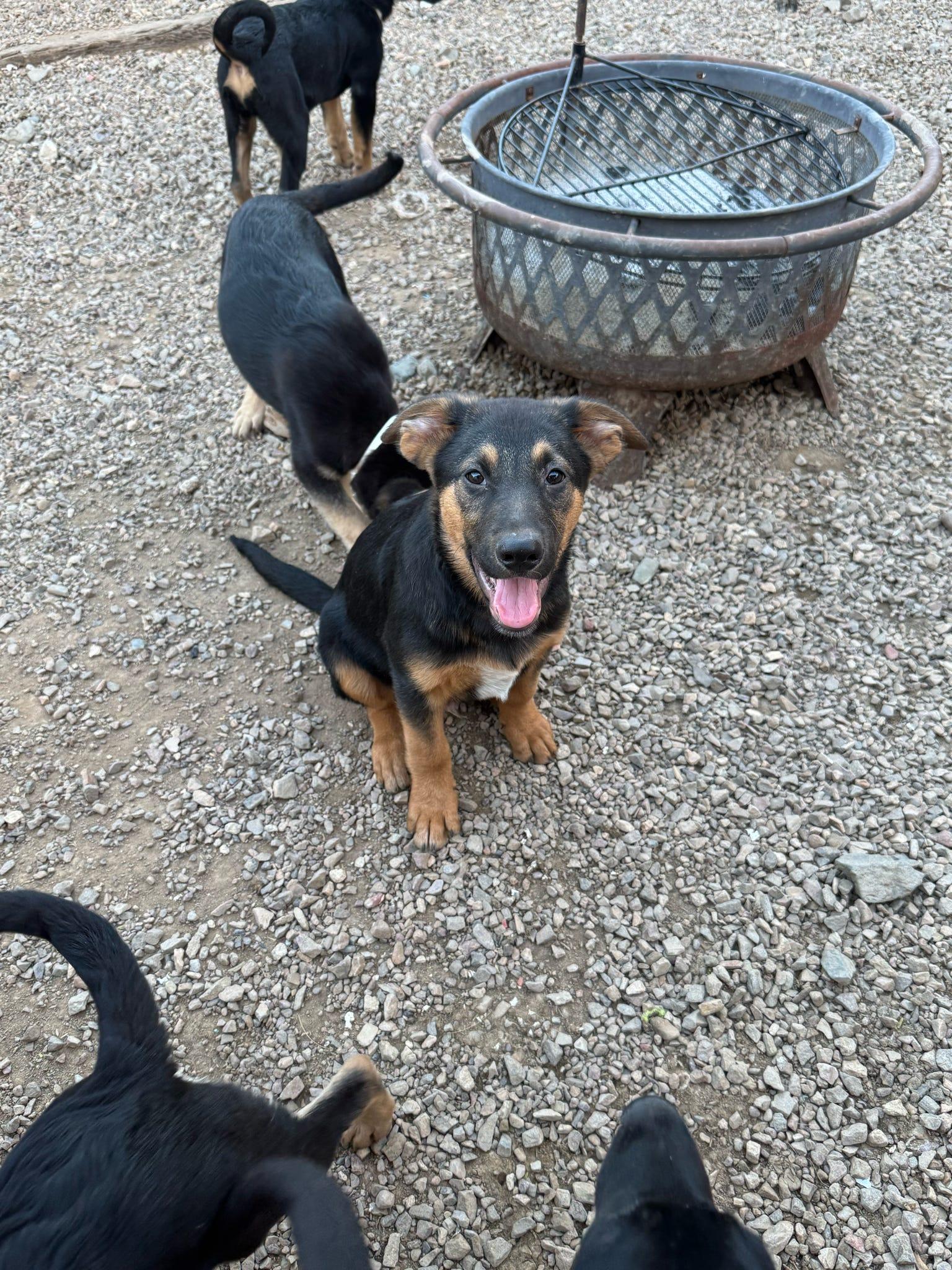 Hades, a Adoptable German Shepherd Dog in Tucson, AZ image 2/5