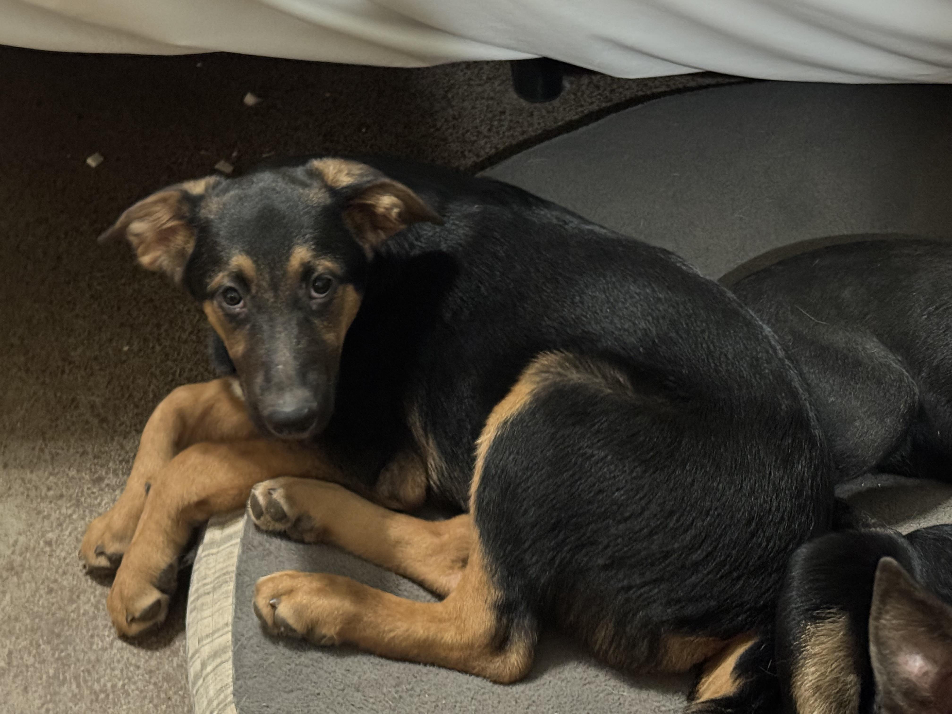 Hades, a Adoptable German Shepherd Dog in Tucson, AZ image 3/5