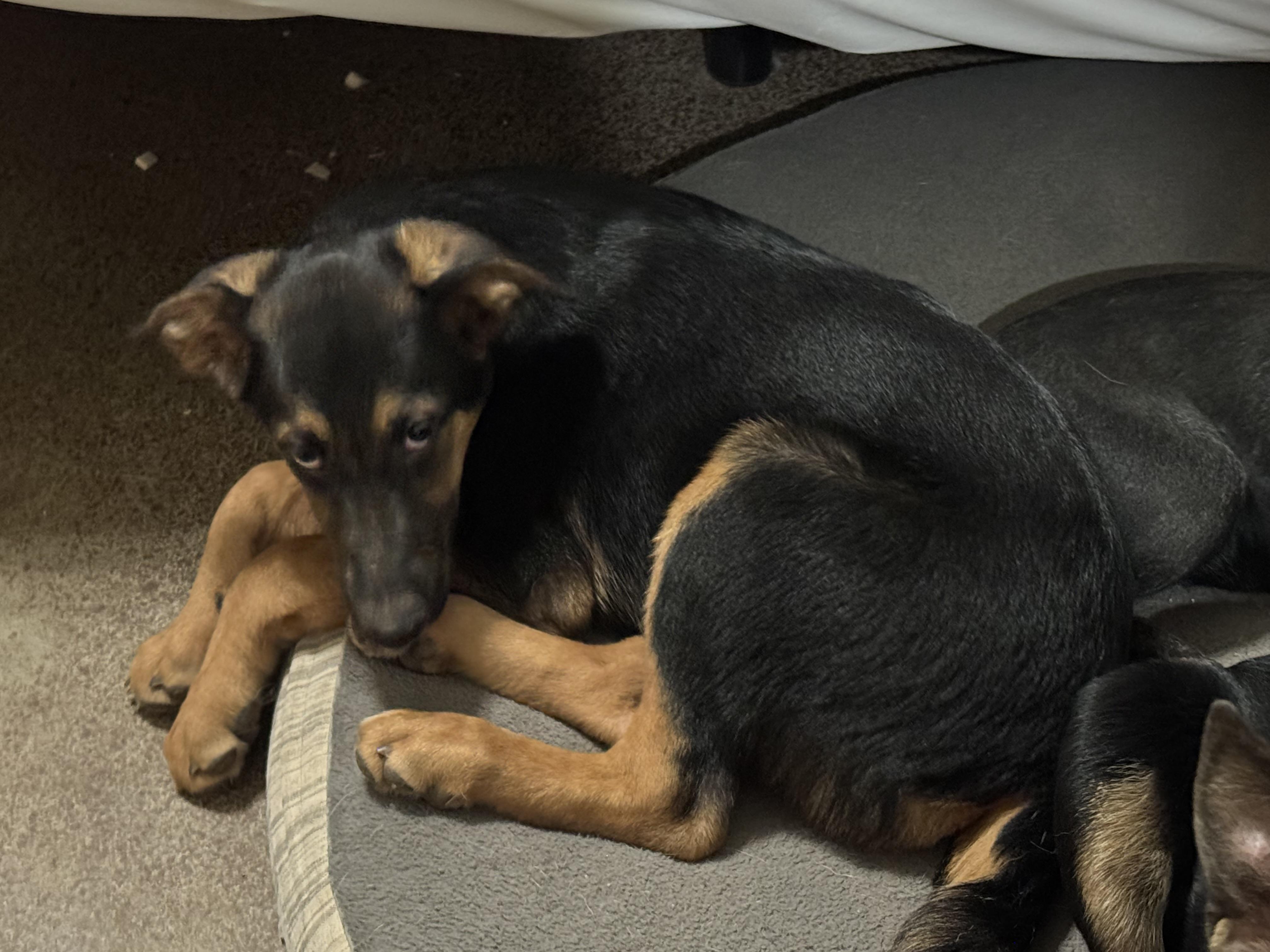 Hades, a Adoptable German Shepherd Dog in Tucson, AZ image 4/5