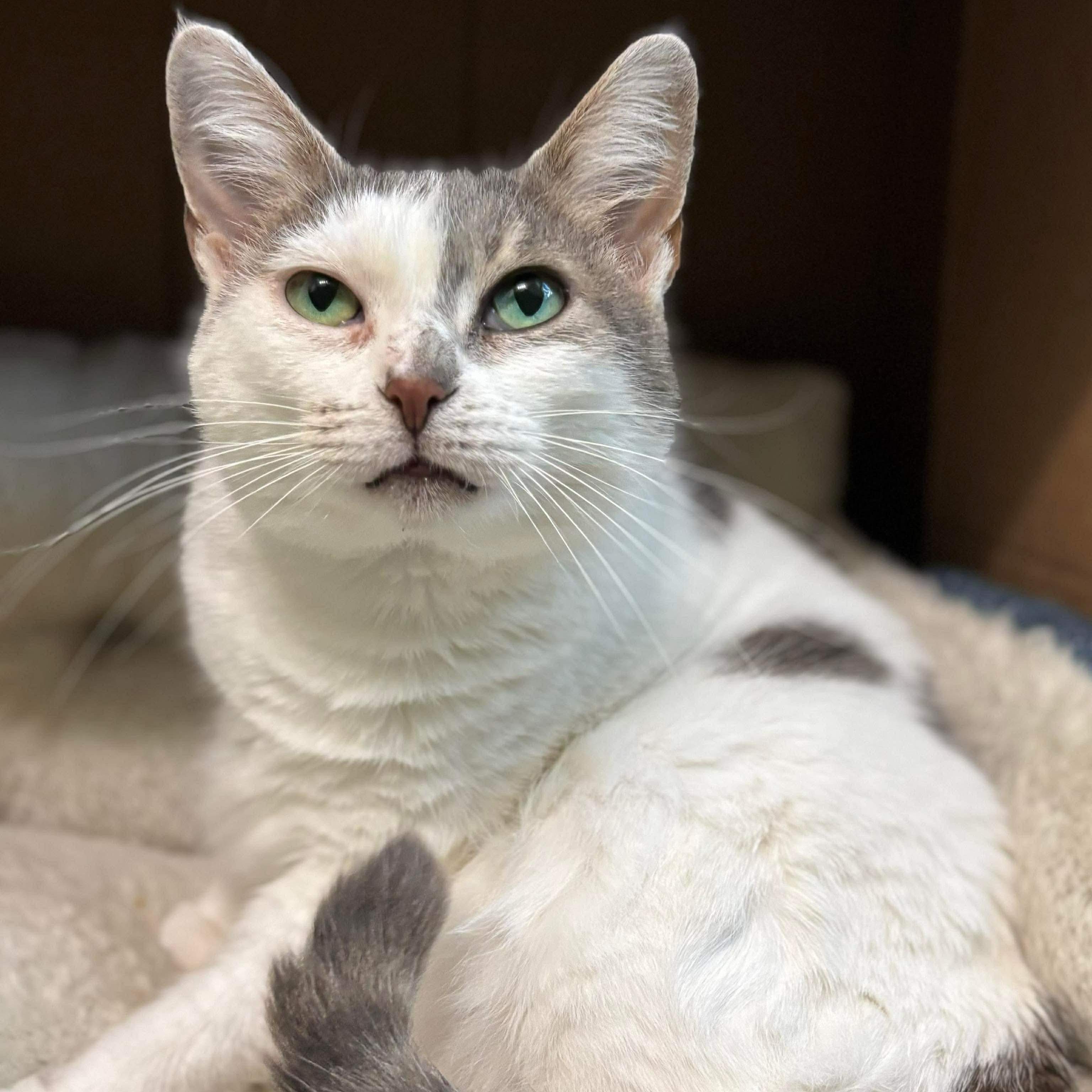 Aurora, Adoptable, Adult Female Domestic Short Hair.