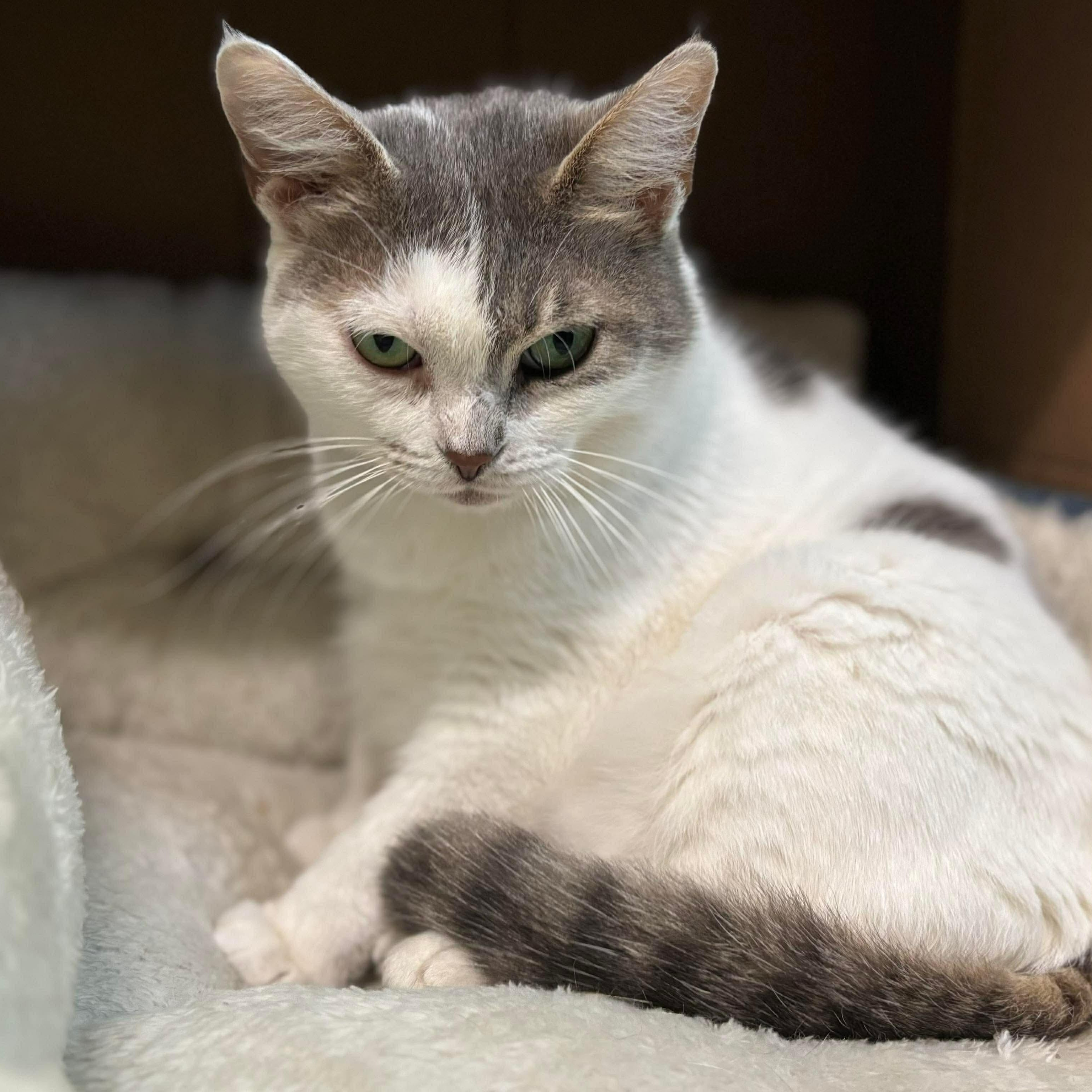 Enlarge Aurora, a Adoptable Domestic Short Hair in Oldsmar, FL image 5/5