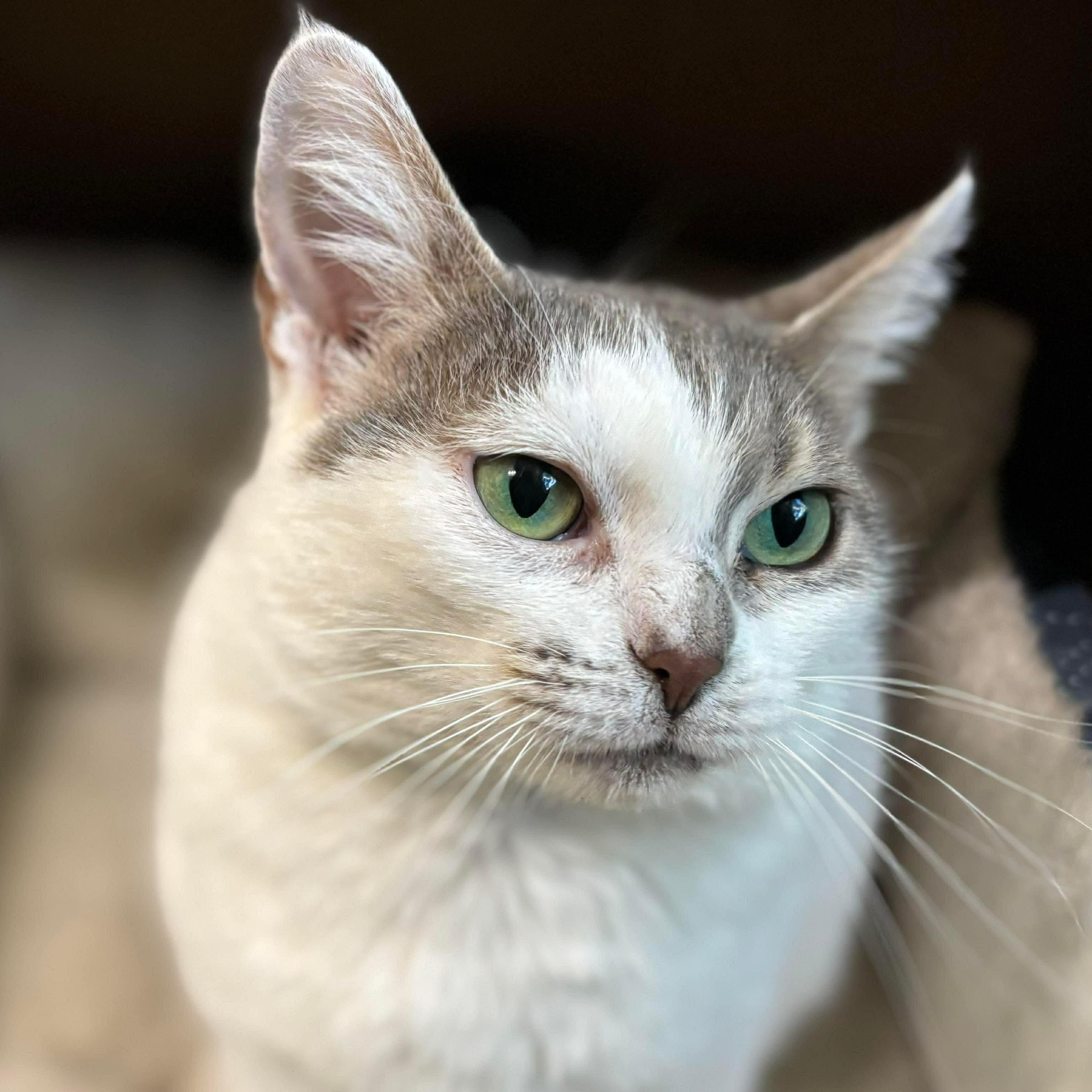 Enlarge Aurora, a Adoptable Domestic Short Hair in Oldsmar, FL image 3/5