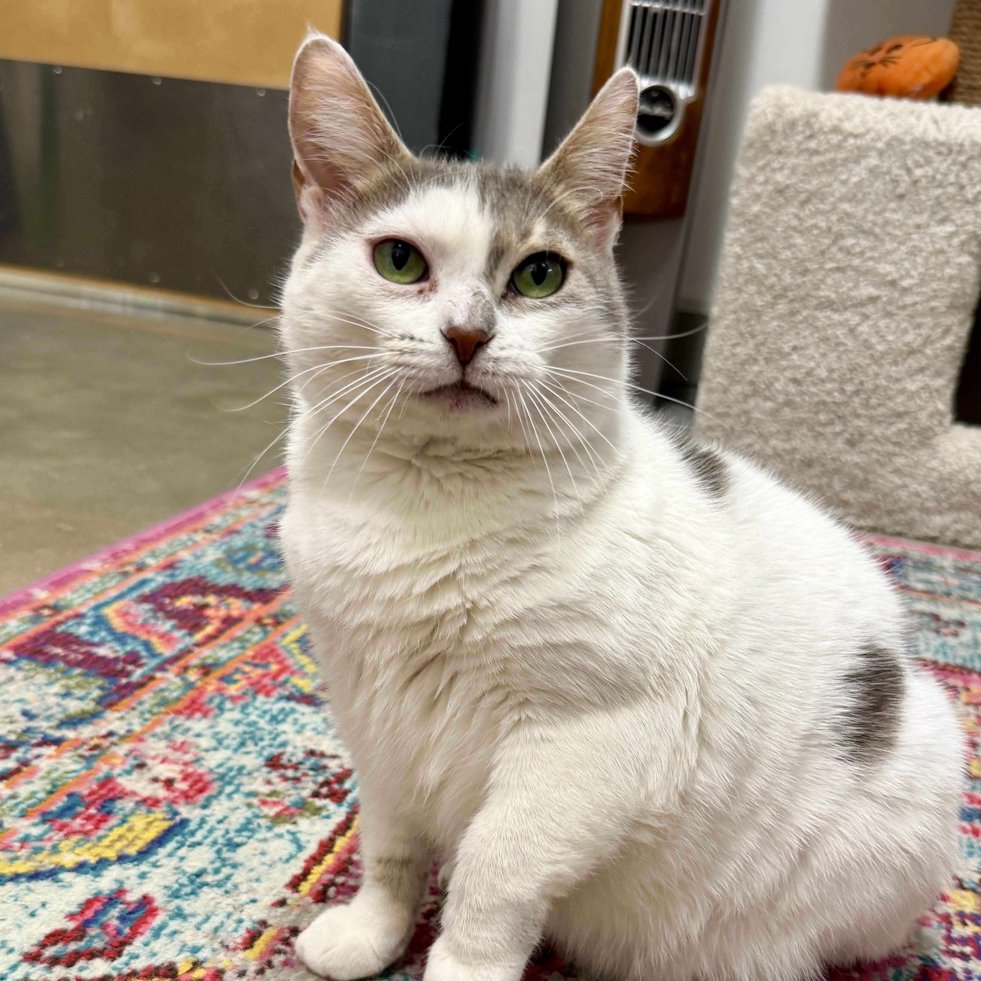 Enlarge Aurora, a Adoptable Domestic Short Hair in Oldsmar, FL image 4/5