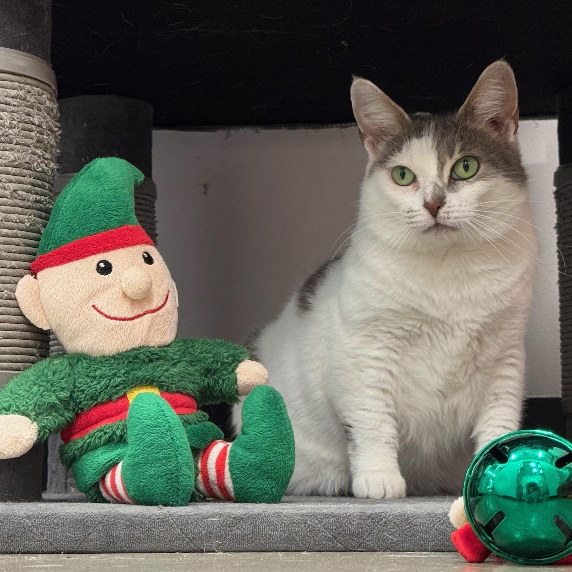 Enlarge Aurora, a Adoptable Domestic Short Hair in Oldsmar, FL image 2/5