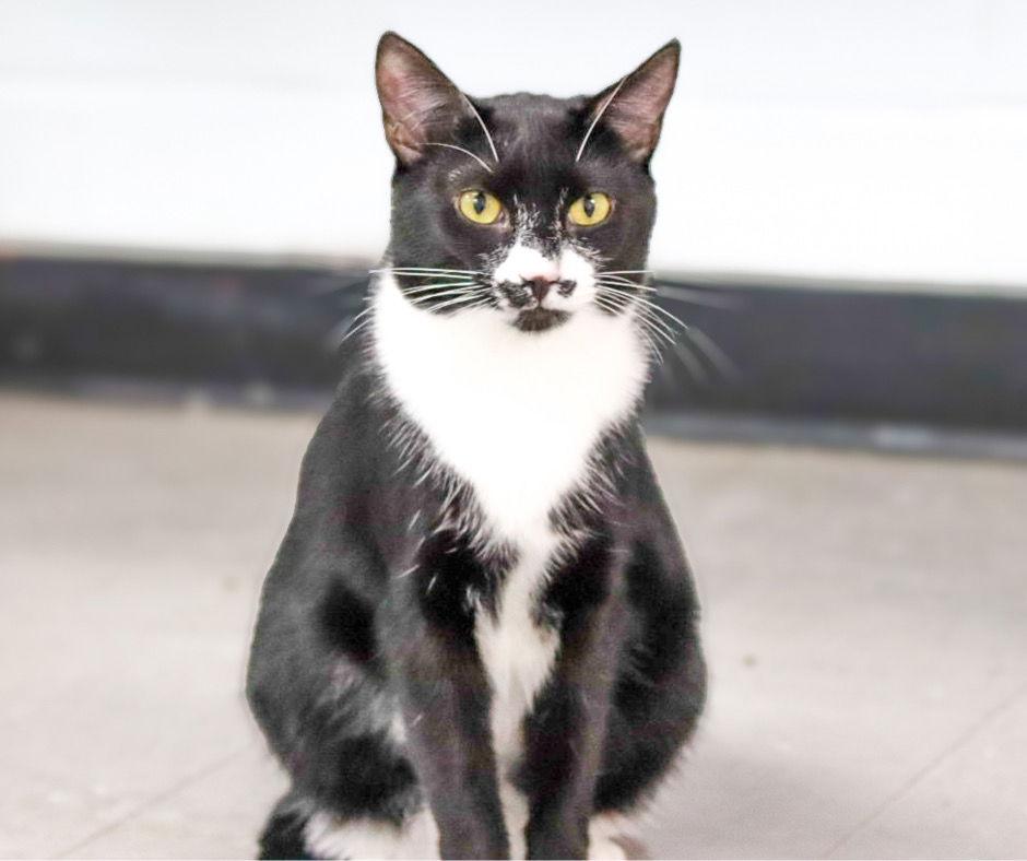 Valenti, Adoptable, Adult Female Domestic Short Hair.