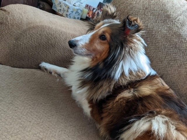 Gracie, Adopted, Adult Female Shetland Sheepdog / Sheltie.
