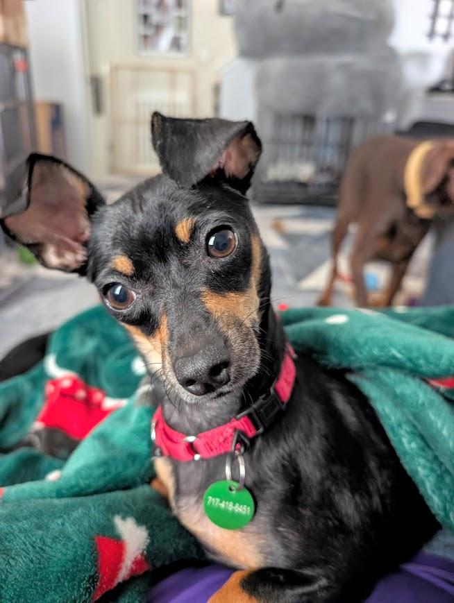 Odette, Adopted, Adult Female Chihuahua & Miniature Pinscher.