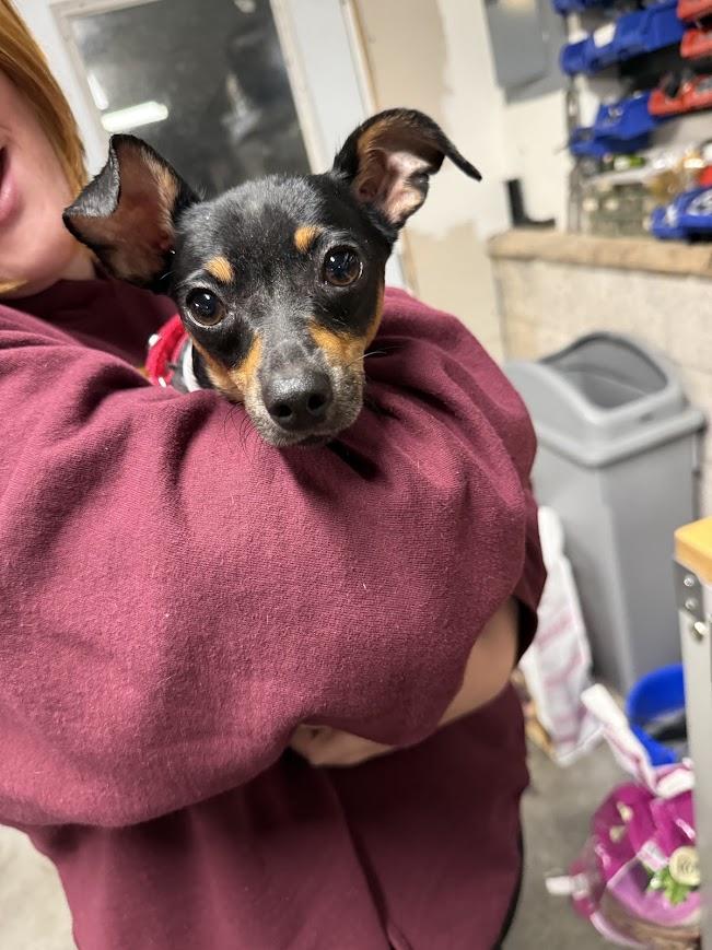 Enlarge Odette, a Adopted mixed breed in Shermans Dale, PA image 5/6