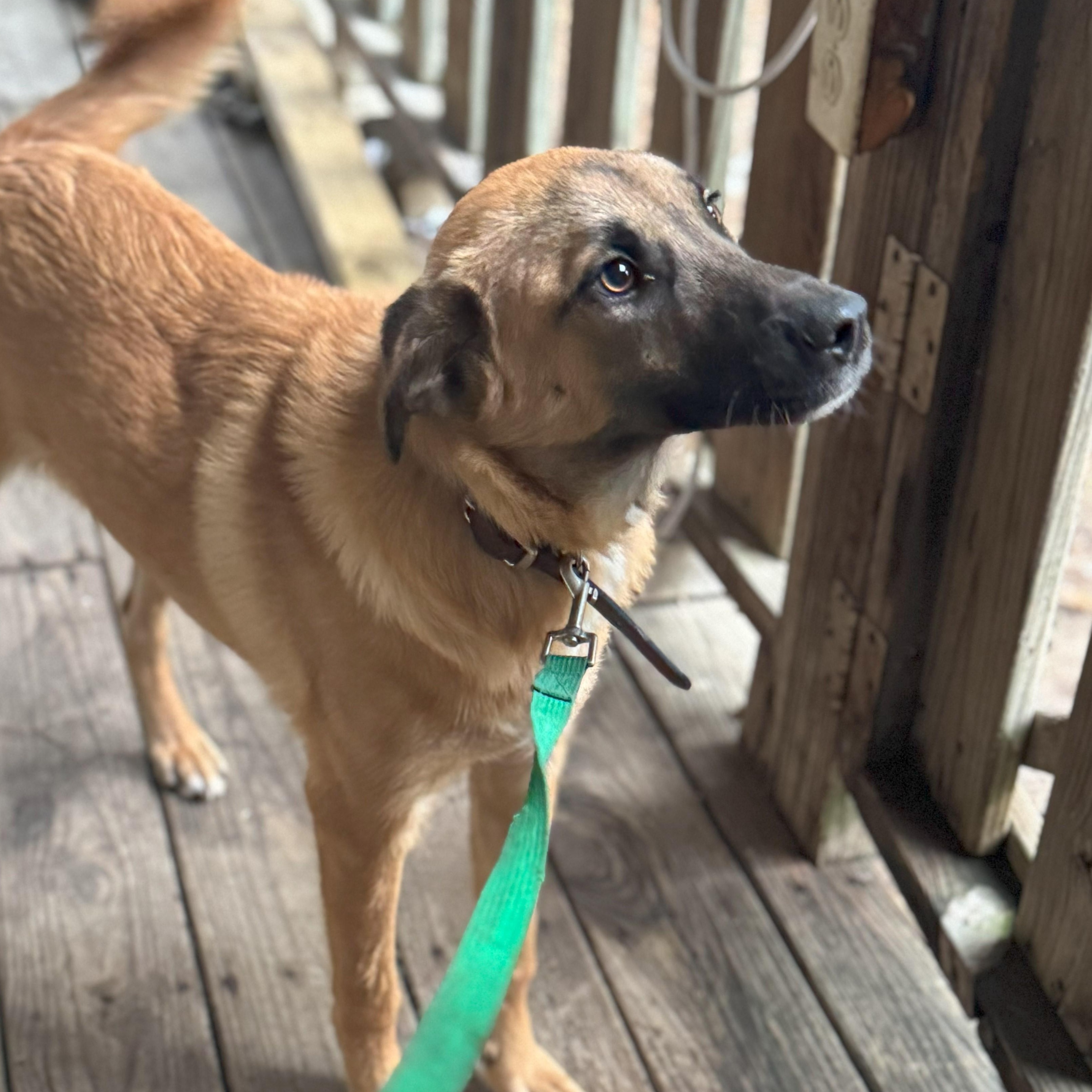 Enlarge Scooby, an adopted mixed breed in Glenwood, AR image 1/2