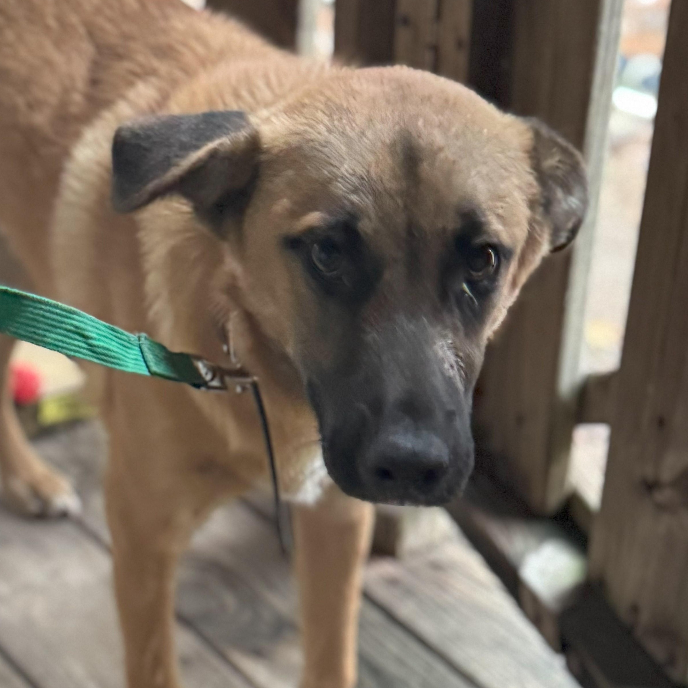 Enlarge Scooby, an adopted mixed breed in Glenwood, AR image 2/2