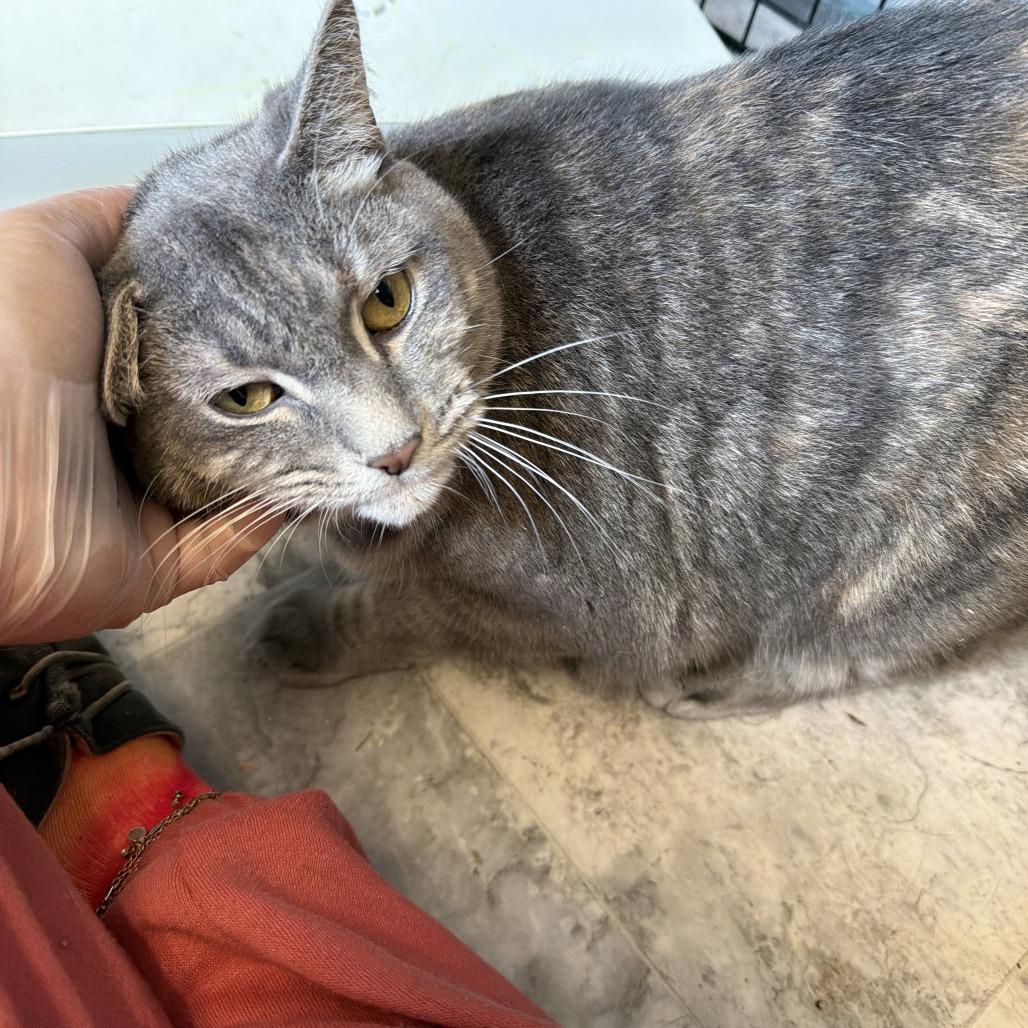 Enlarge Ursula, a Adoptable Domestic Short Hair in Oak Hill, WV image 1/1