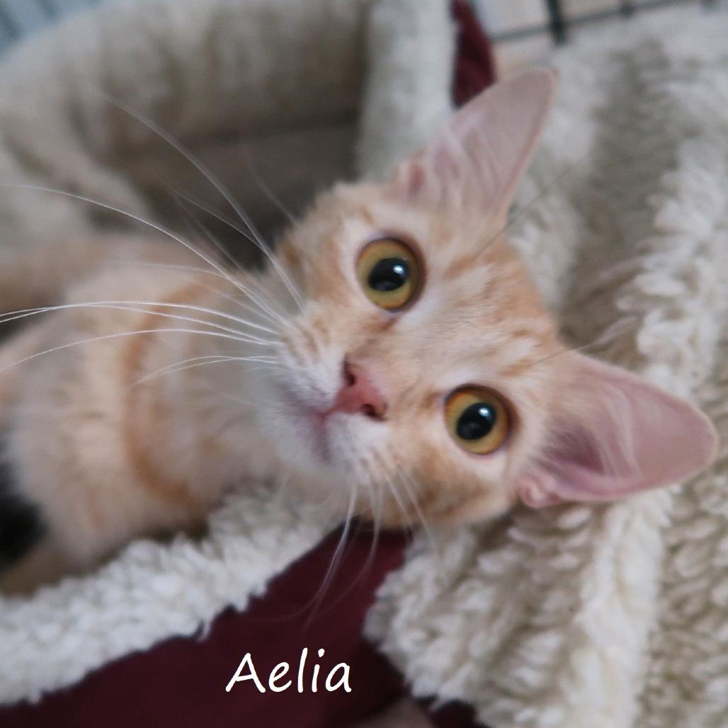 Aelia, Adoptable, Young Female Domestic Medium Hair.
