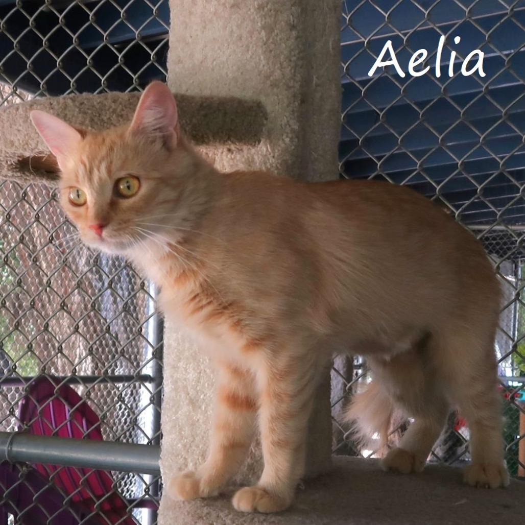 Aelia, a Adoptable Domestic Medium Hair in Yucaipa, CA image 2/6