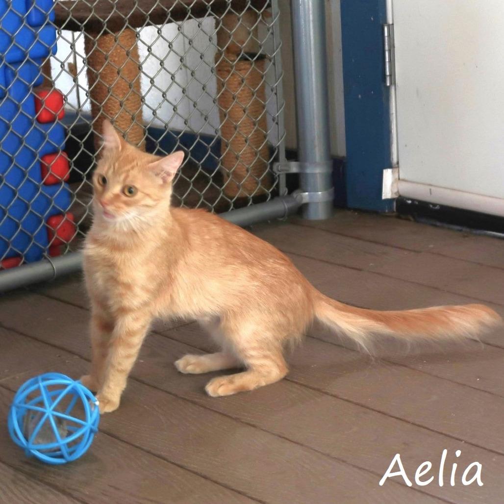 Aelia, a Adoptable Domestic Medium Hair in Yucaipa, CA image 3/6