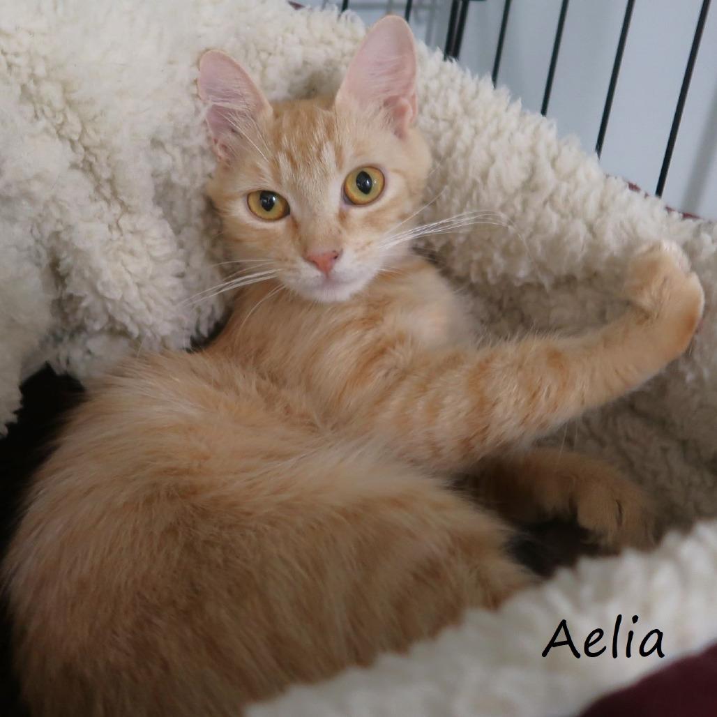 Aelia, a Adoptable Domestic Medium Hair in Yucaipa, CA image 4/6