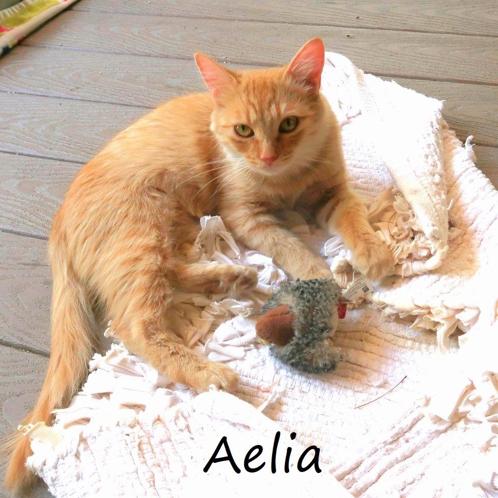 Aelia, a Adoptable Domestic Medium Hair in Yucaipa, CA image 5/6