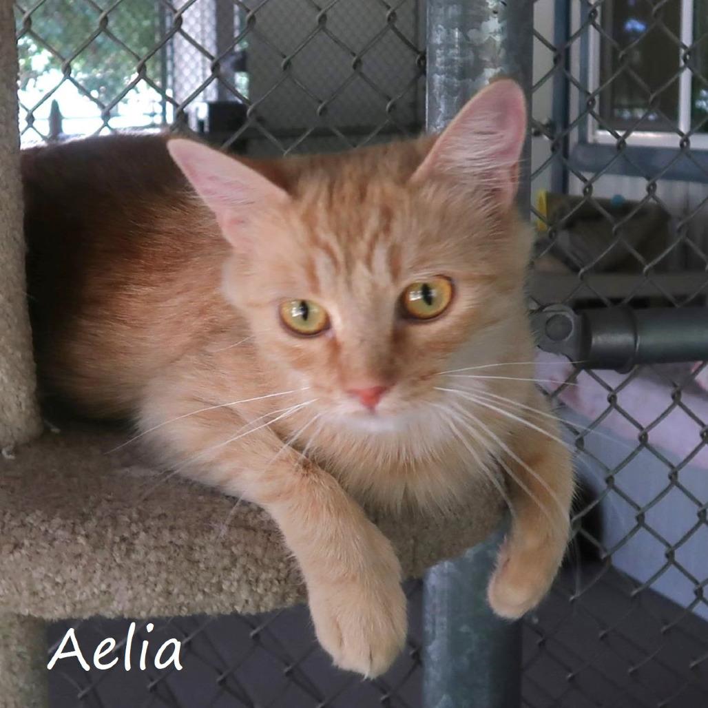 Aelia, a Adoptable Domestic Medium Hair in Yucaipa, CA image 6/6